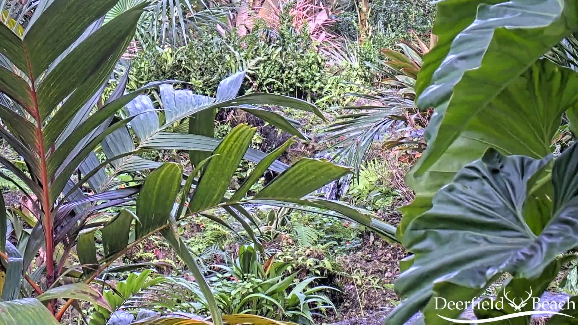 Deerfield Beach City Arboretum at Constitution Park Live Cam - Deerfield Beach, Broward, Florida, USA