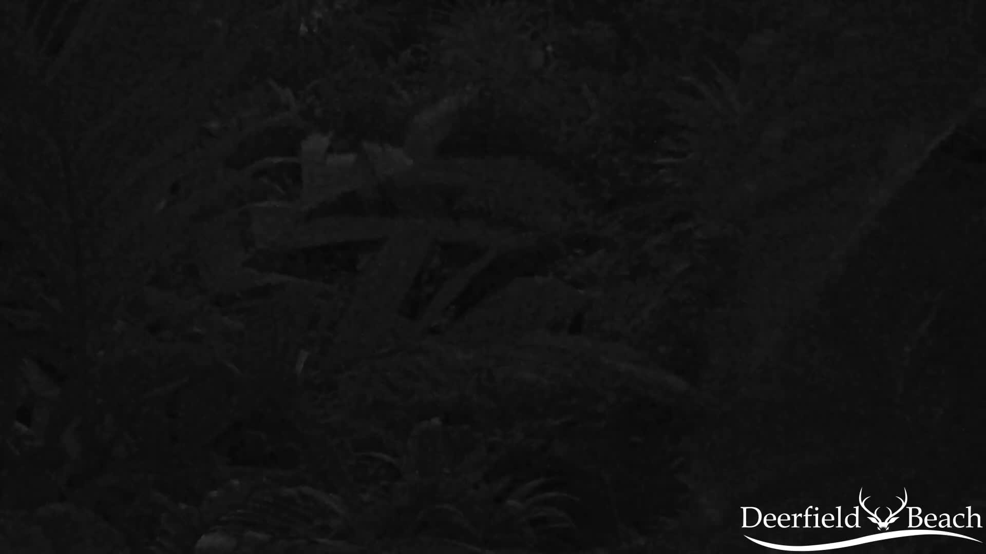 Deerfield Beach City Arboretum at Constitution Park Live Cam - Deerfield Beach, Broward, Florida, USA