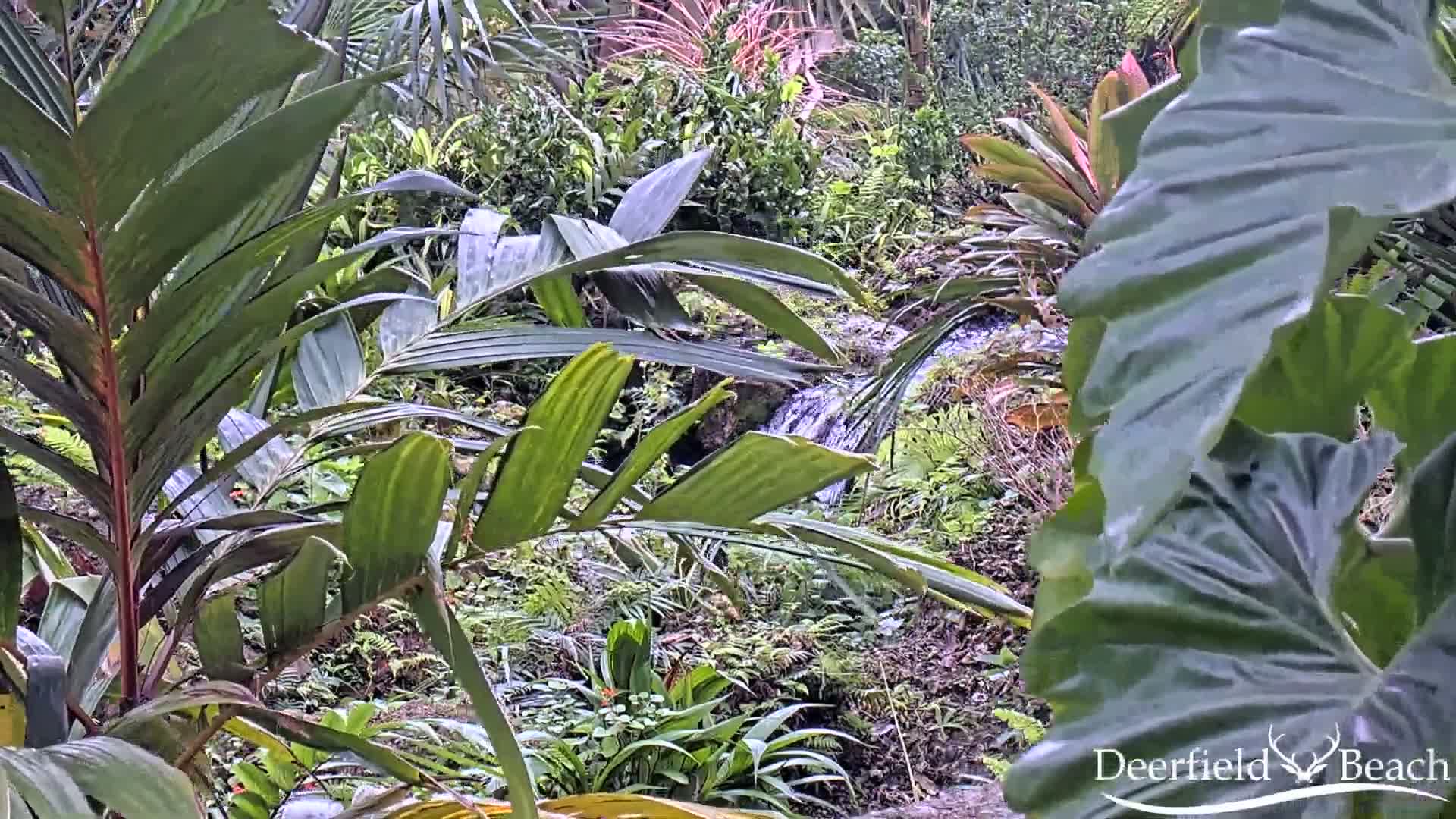 Deerfield Beach City Arboretum at Constitution Park Live Cam - Deerfield Beach, Broward, Florida, USA