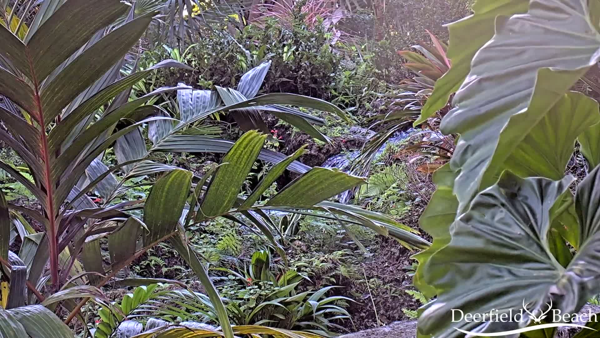 Deerfield Beach City Arboretum at Constitution Park Live Cam - Deerfield Beach, Broward, Florida, USA