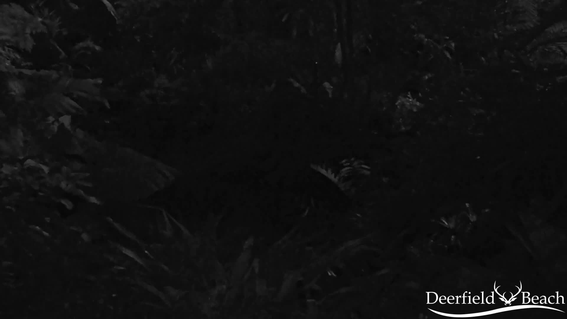 Deerfield Beach City Arboretum at Constitution Park Live Cam - Deerfield Beach, Broward, Florida, USA