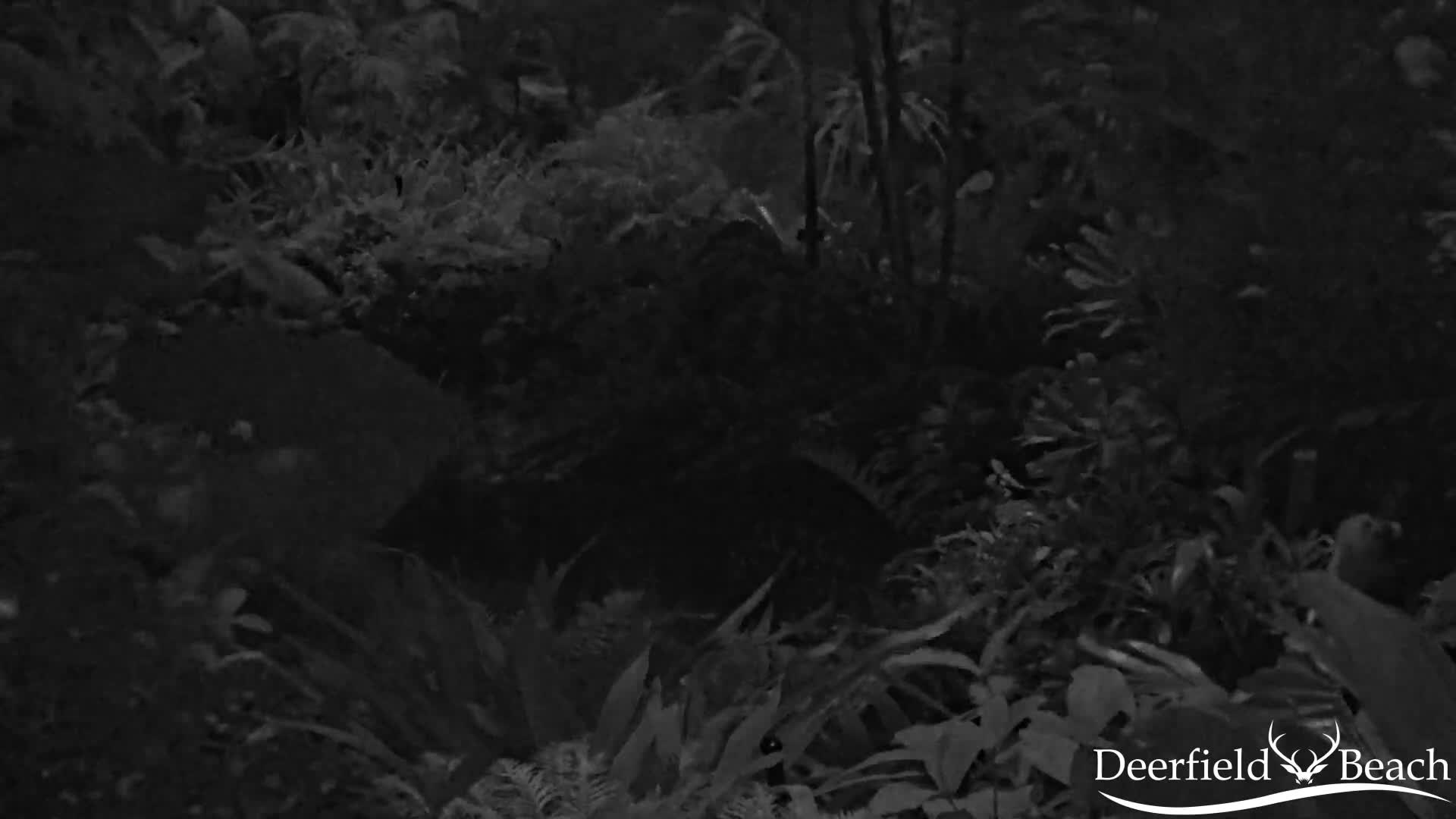 Deerfield Beach City Arboretum at Constitution Park Live Cam - Deerfield Beach, Broward, Florida, USA