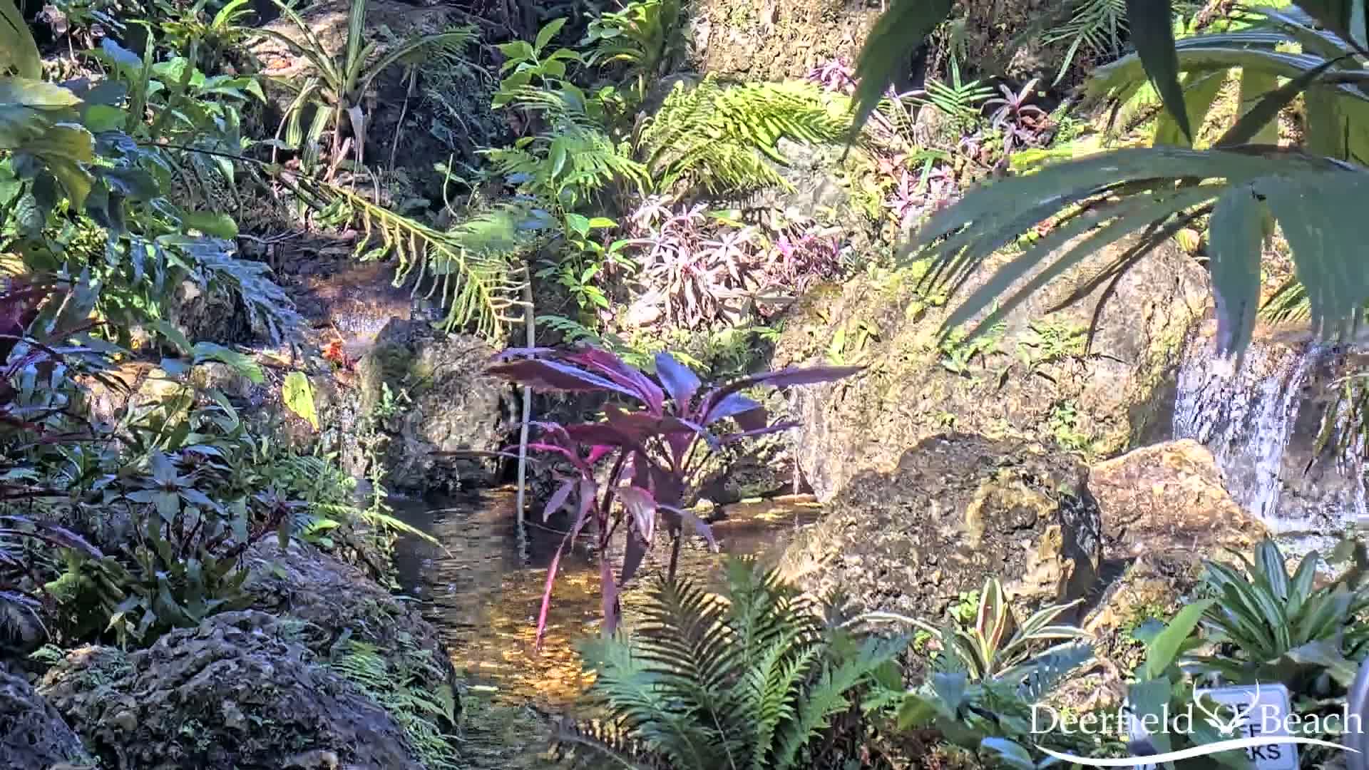 Deerfield Beach City Arboretum at Constitution Park Live Cam - Deerfield Beach, Broward, Florida, USA