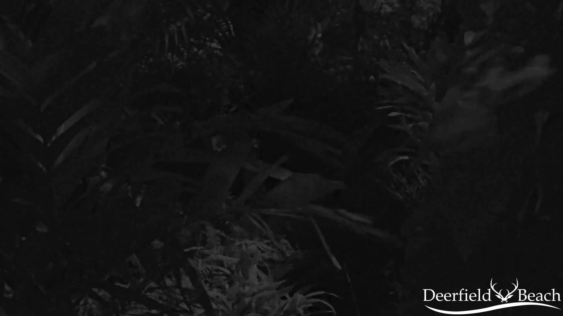 Deerfield Beach City Arboretum at Constitution Park Live Cam - Deerfield Beach, Broward, Florida, USA