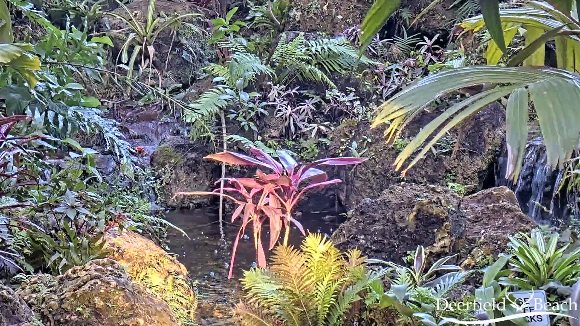 Deerfield Beach City Arboretum at Constitution Park Live Cam - Deerfield Beach, Broward, Florida, USA