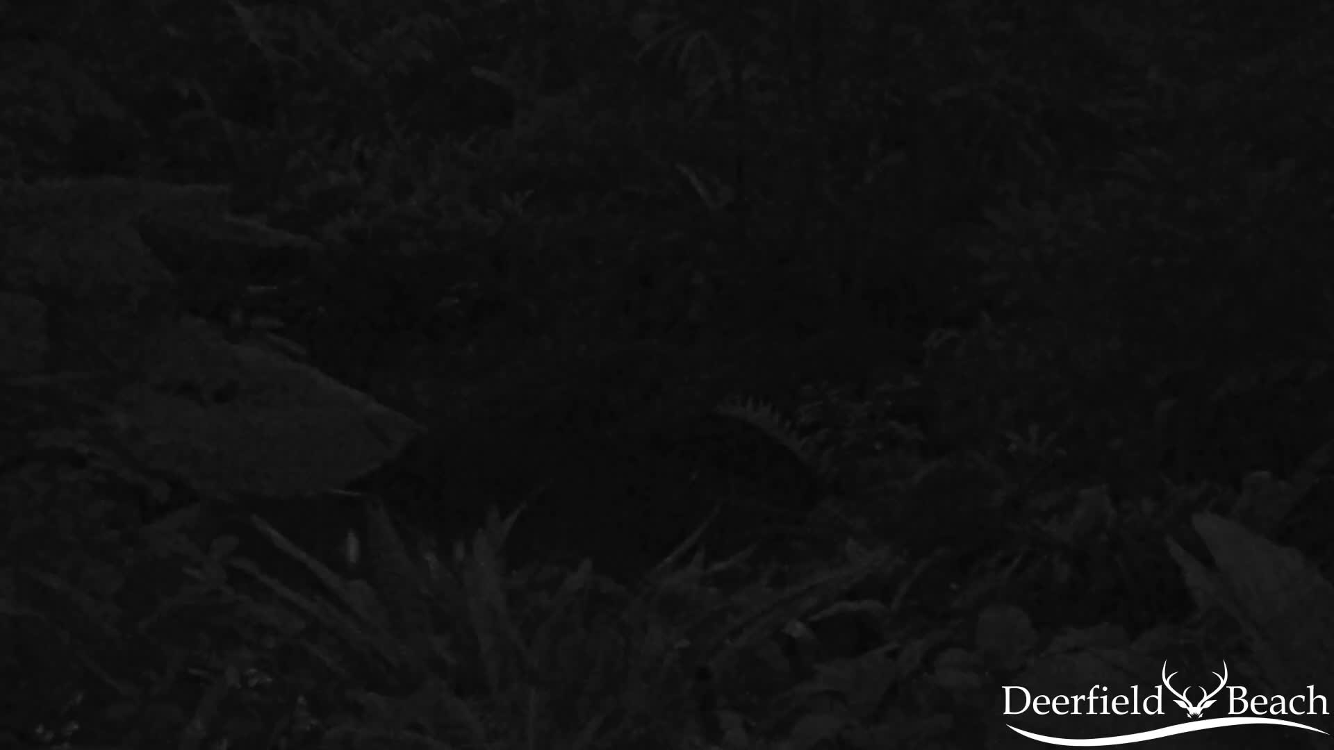 Deerfield Beach City Arboretum at Constitution Park Live Cam - Deerfield Beach, Broward, Florida, USA