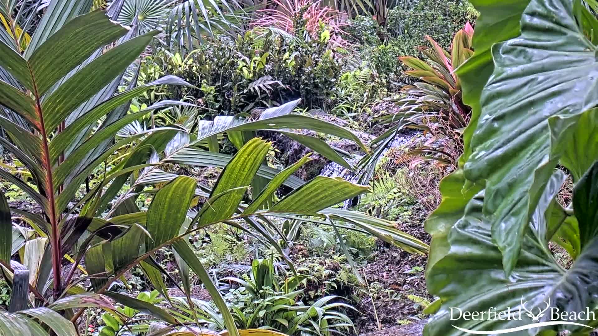 Deerfield Beach City Arboretum at Constitution Park Live Cam - Deerfield Beach, Broward, Florida, USA
