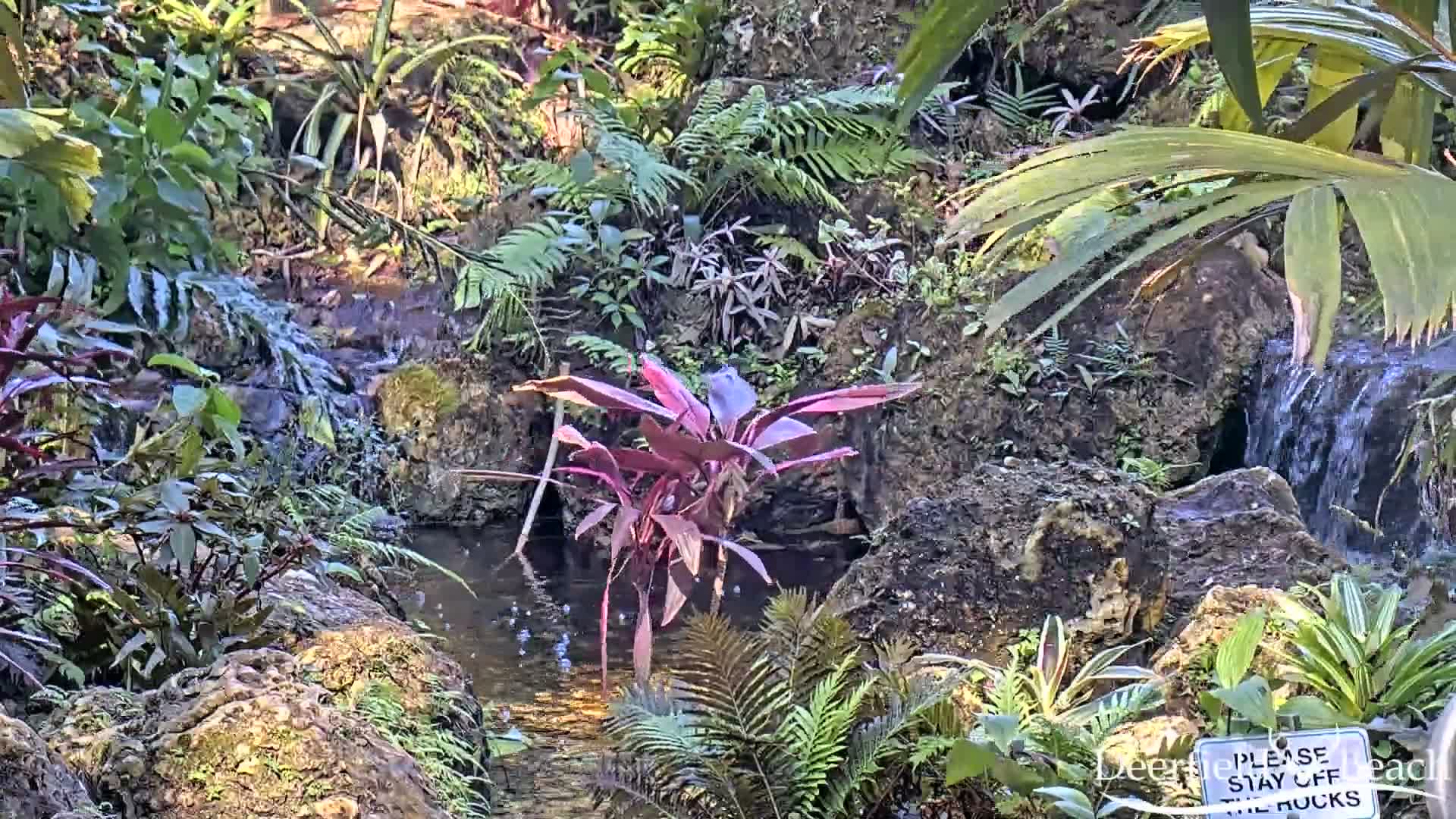 Deerfield Beach City Arboretum at Constitution Park Live Cam - Deerfield Beach, Broward, Florida, USA