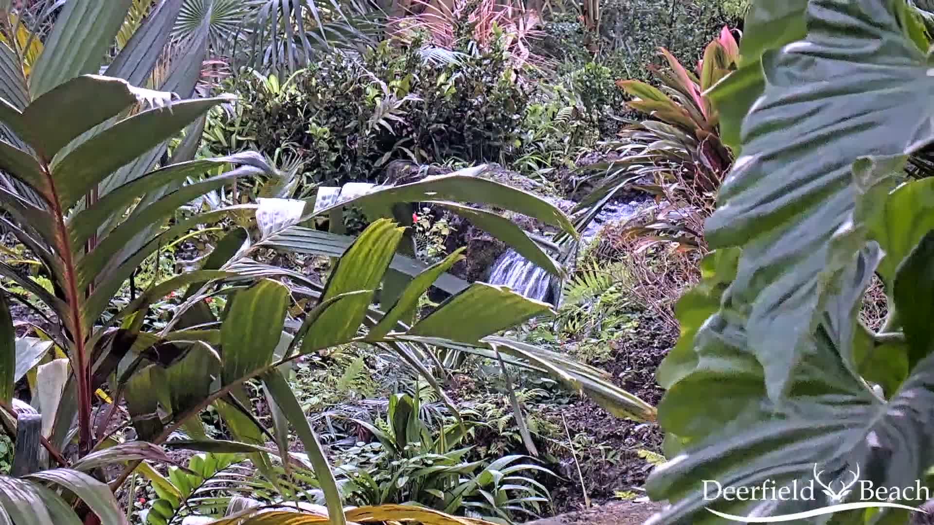 Deerfield Beach City Arboretum at Constitution Park Live Cam - Deerfield Beach, Broward, Florida, USA