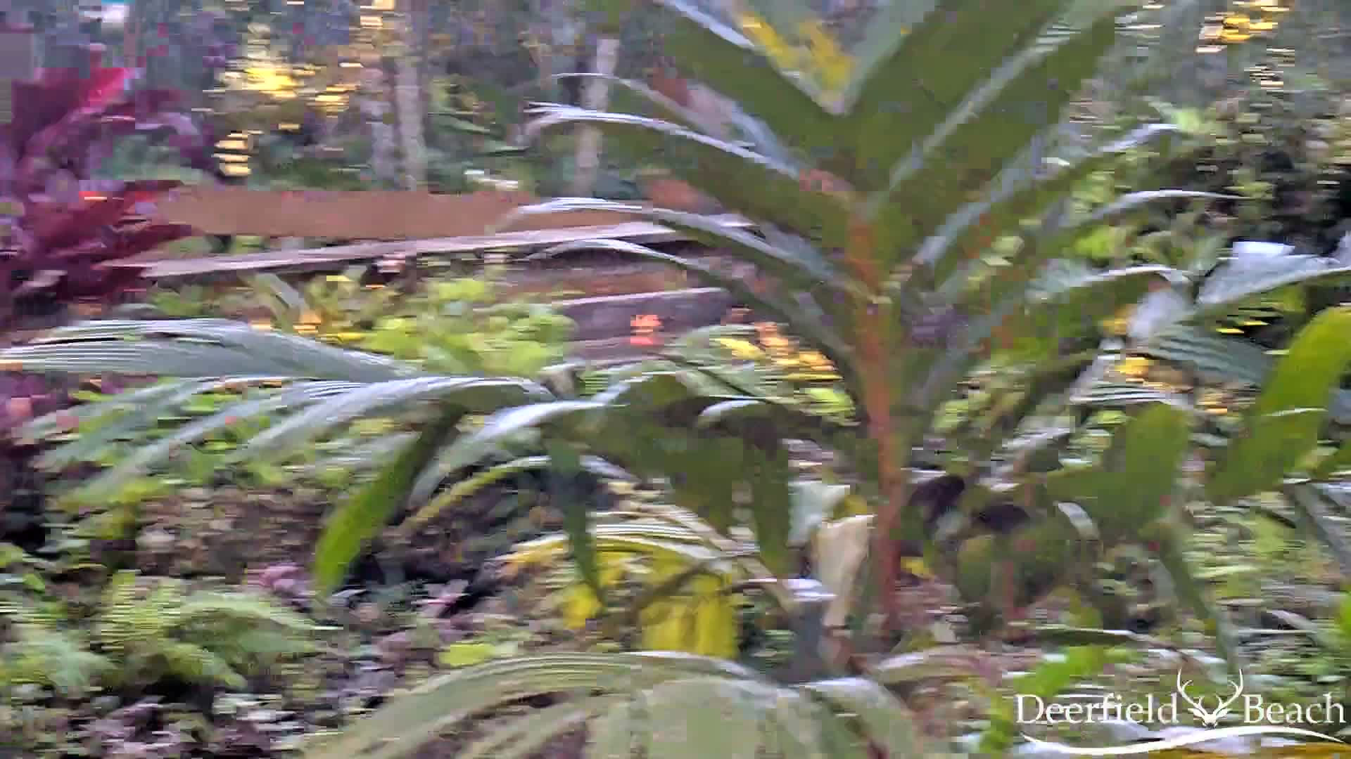 Deerfield Beach City Arboretum at Constitution Park Live Cam - Deerfield Beach, Broward, Florida, USA