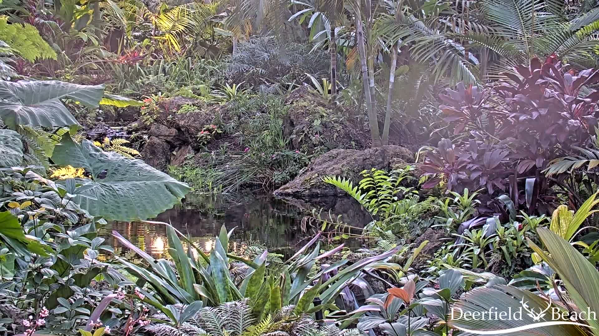Deerfield Beach City Arboretum at Constitution Park Live Cam - Deerfield Beach, Broward, Florida, USA