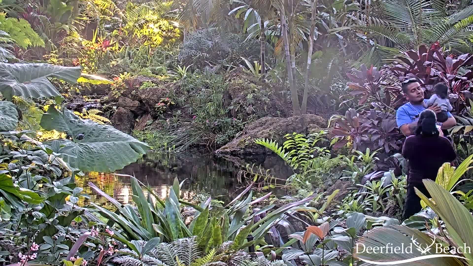 Deerfield Beach City Arboretum at Constitution Park Live Cam - Deerfield Beach, Broward, Florida, USA