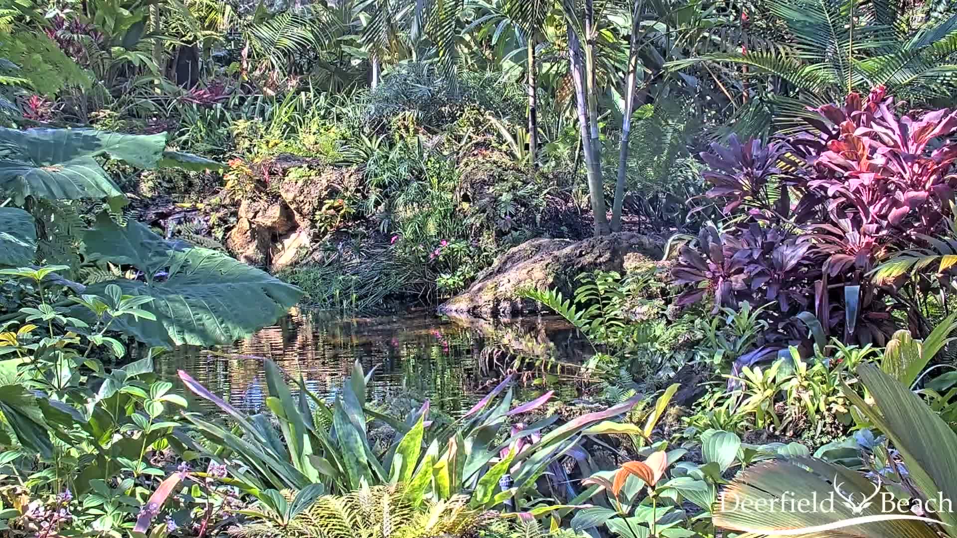 Deerfield Beach City Arboretum at Constitution Park Live Cam - Deerfield Beach, Broward, Florida, USA