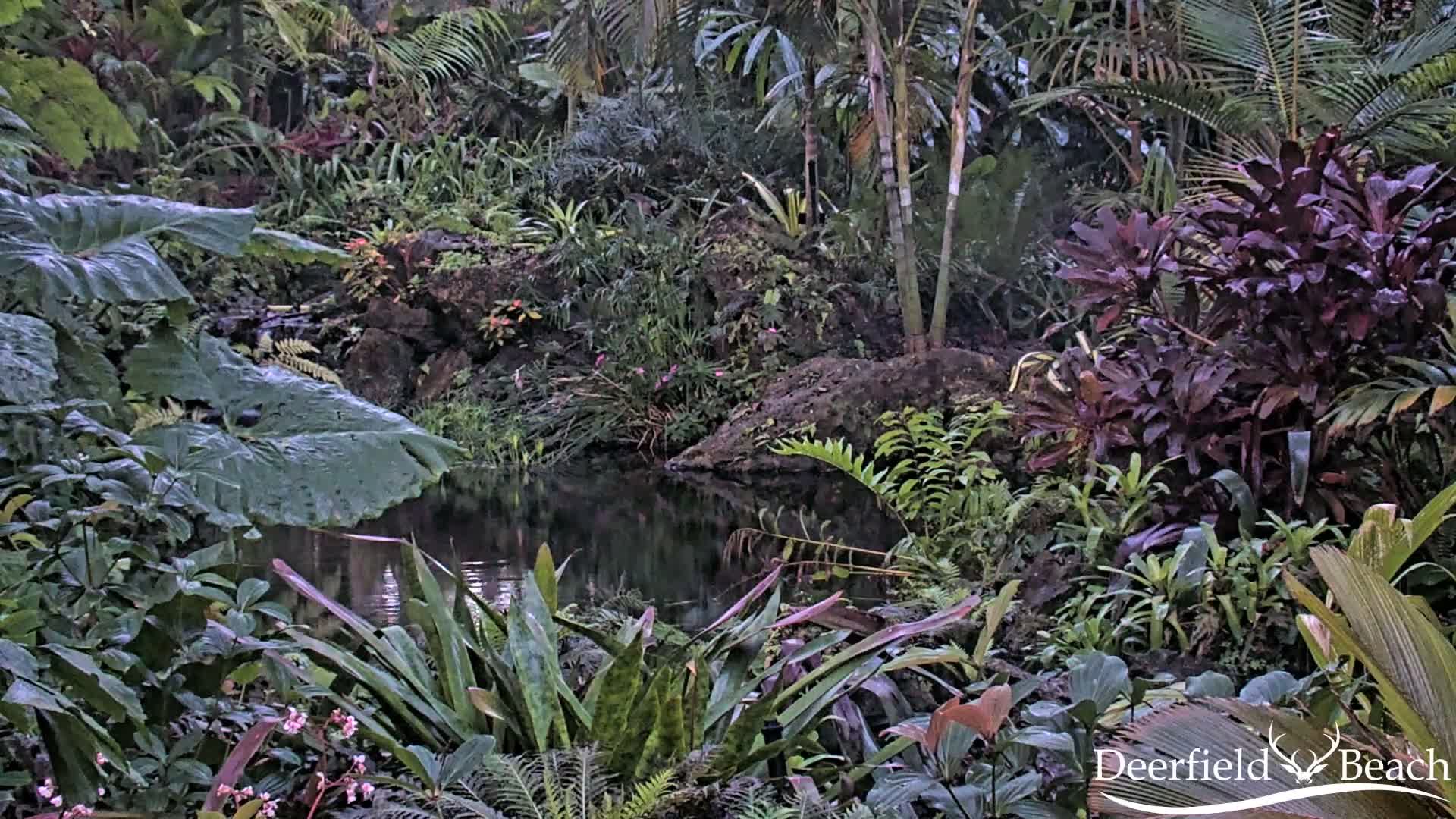 Deerfield Beach City Arboretum at Constitution Park Live Cam - Deerfield Beach, Broward, Florida, USA