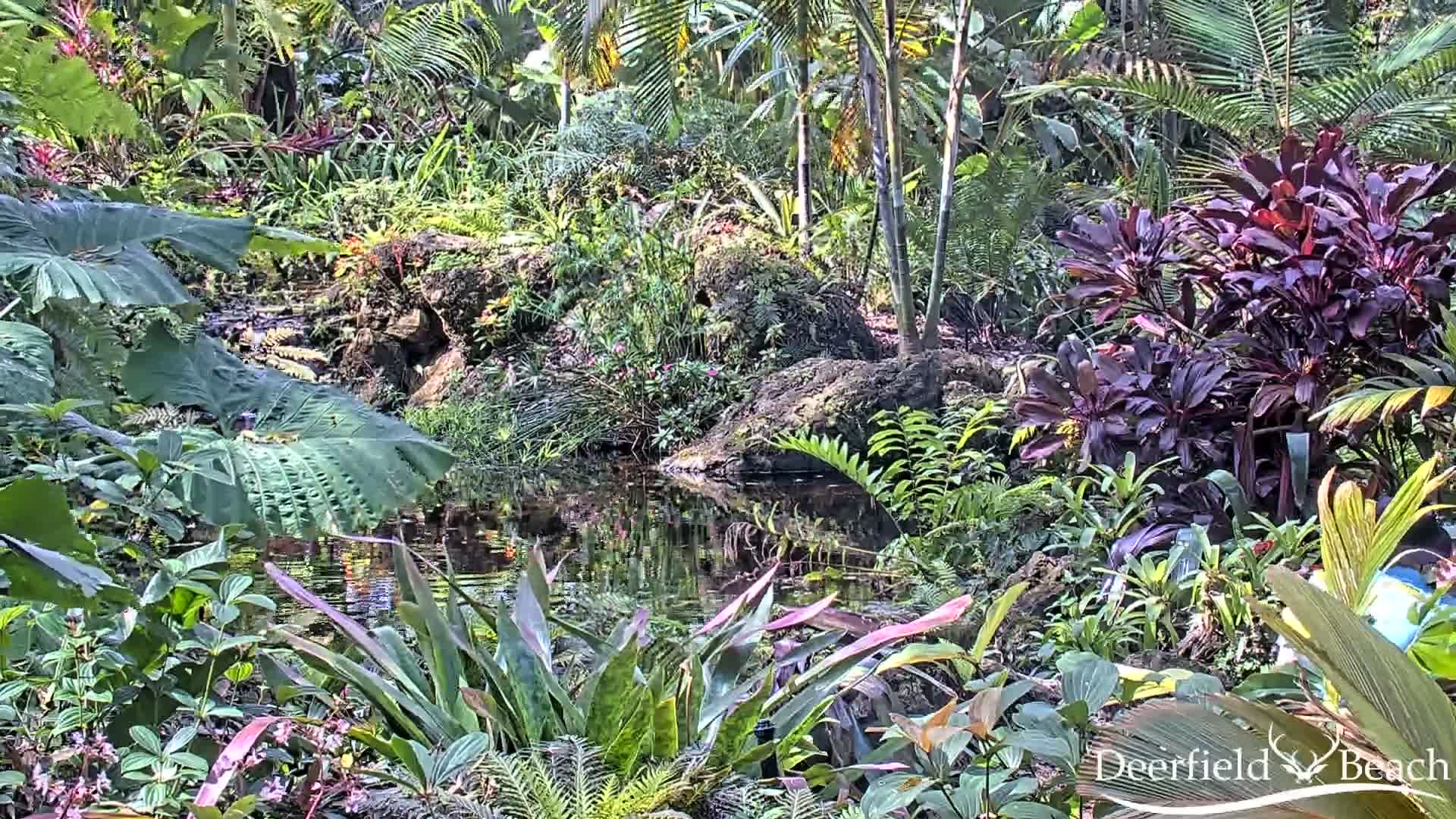Deerfield Beach City Arboretum at Constitution Park Live Cam - Deerfield Beach, Broward, Florida, USA