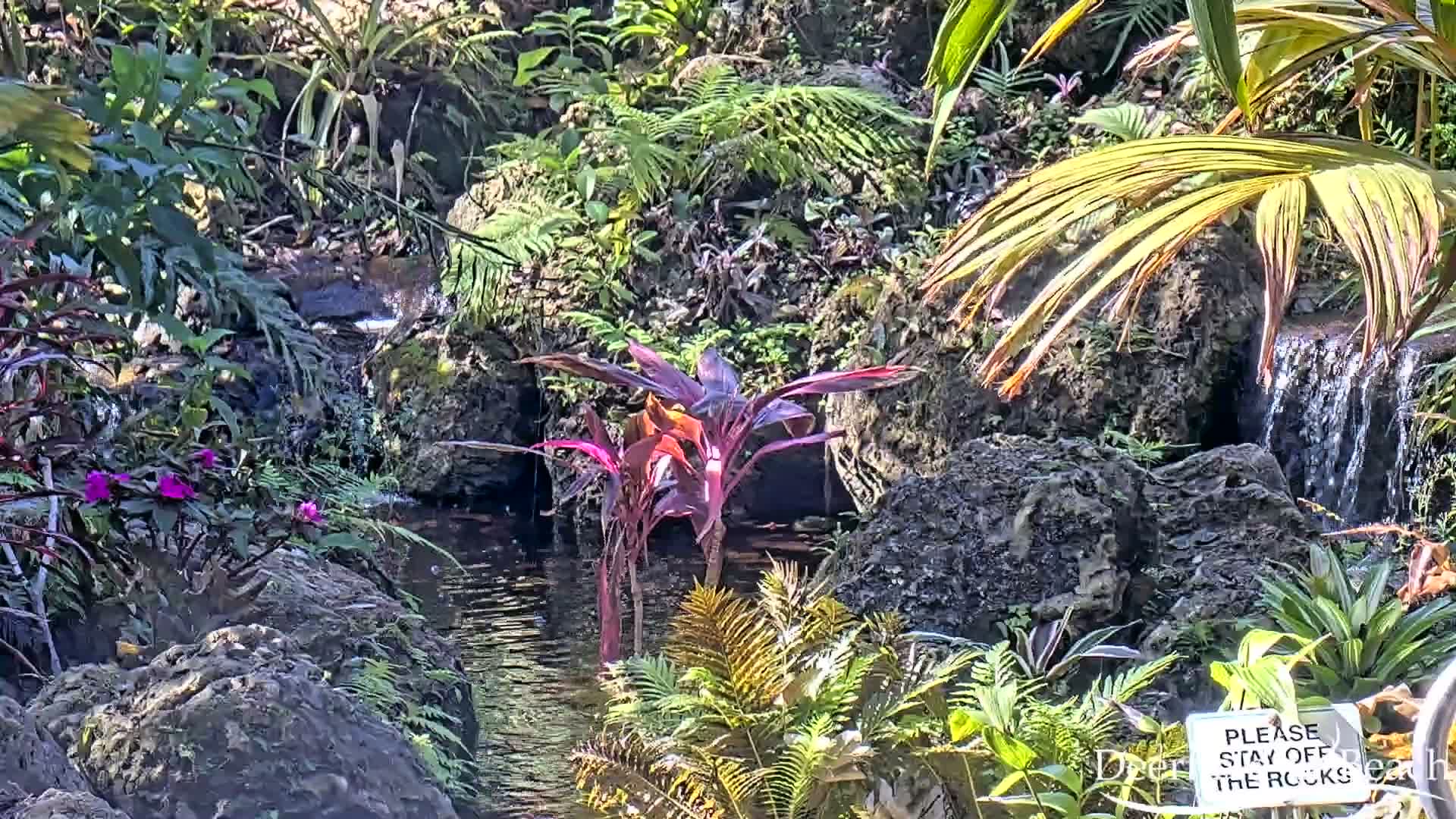 Deerfield Beach City Arboretum at Constitution Park Live Cam - Deerfield Beach, Broward, Florida, USA