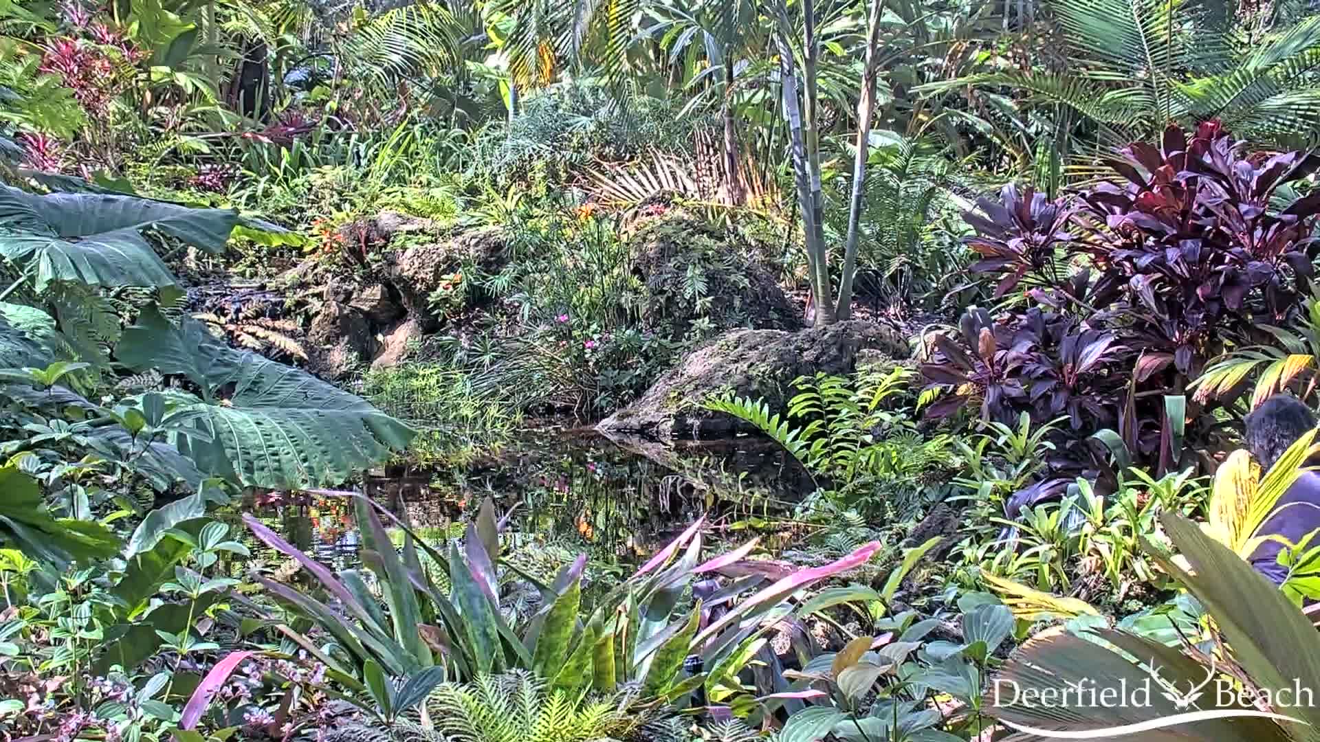 Deerfield Beach City Arboretum at Constitution Park Live Cam - Deerfield Beach, Broward, Florida, USA