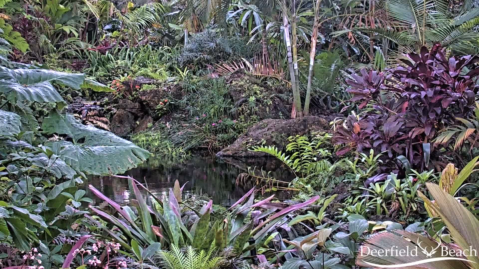 Deerfield Beach City Arboretum at Constitution Park Live Cam - Deerfield Beach, Broward, Florida, USA
