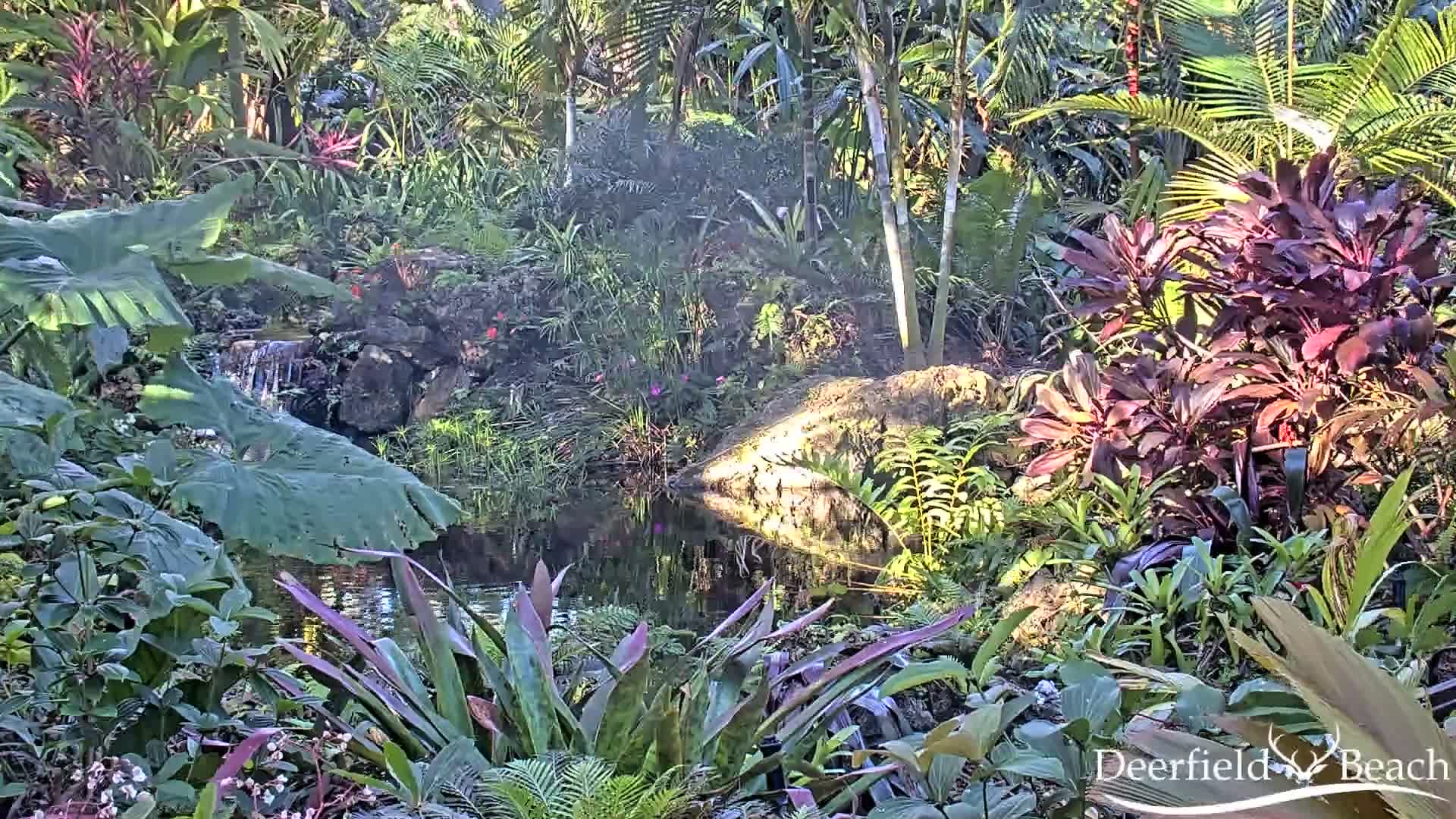 Deerfield Beach City Arboretum at Constitution Park Live Cam - Deerfield Beach, Broward, Florida, USA