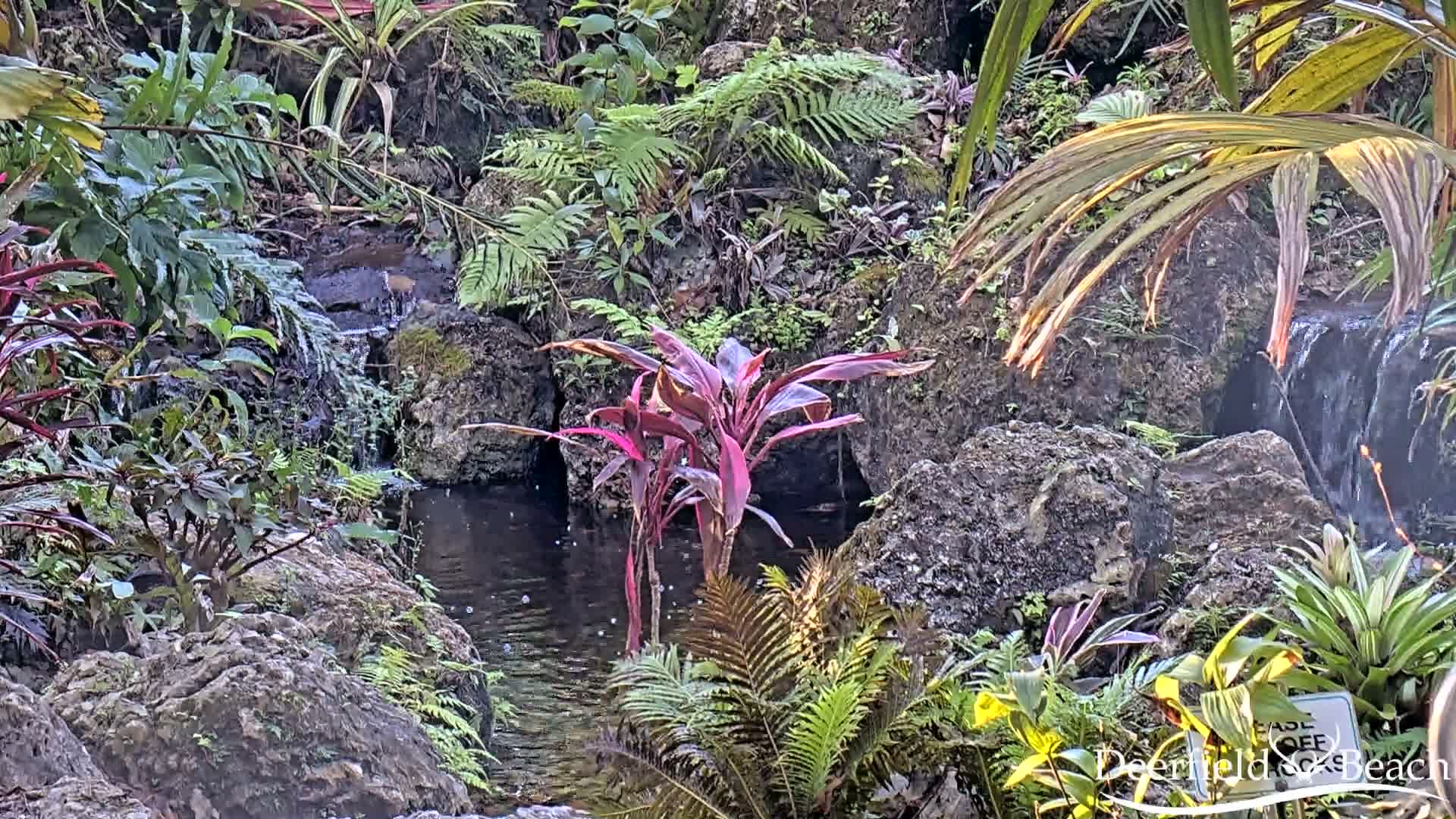 Deerfield Beach City Arboretum at Constitution Park Live Cam - Deerfield Beach, Broward, Florida, USA