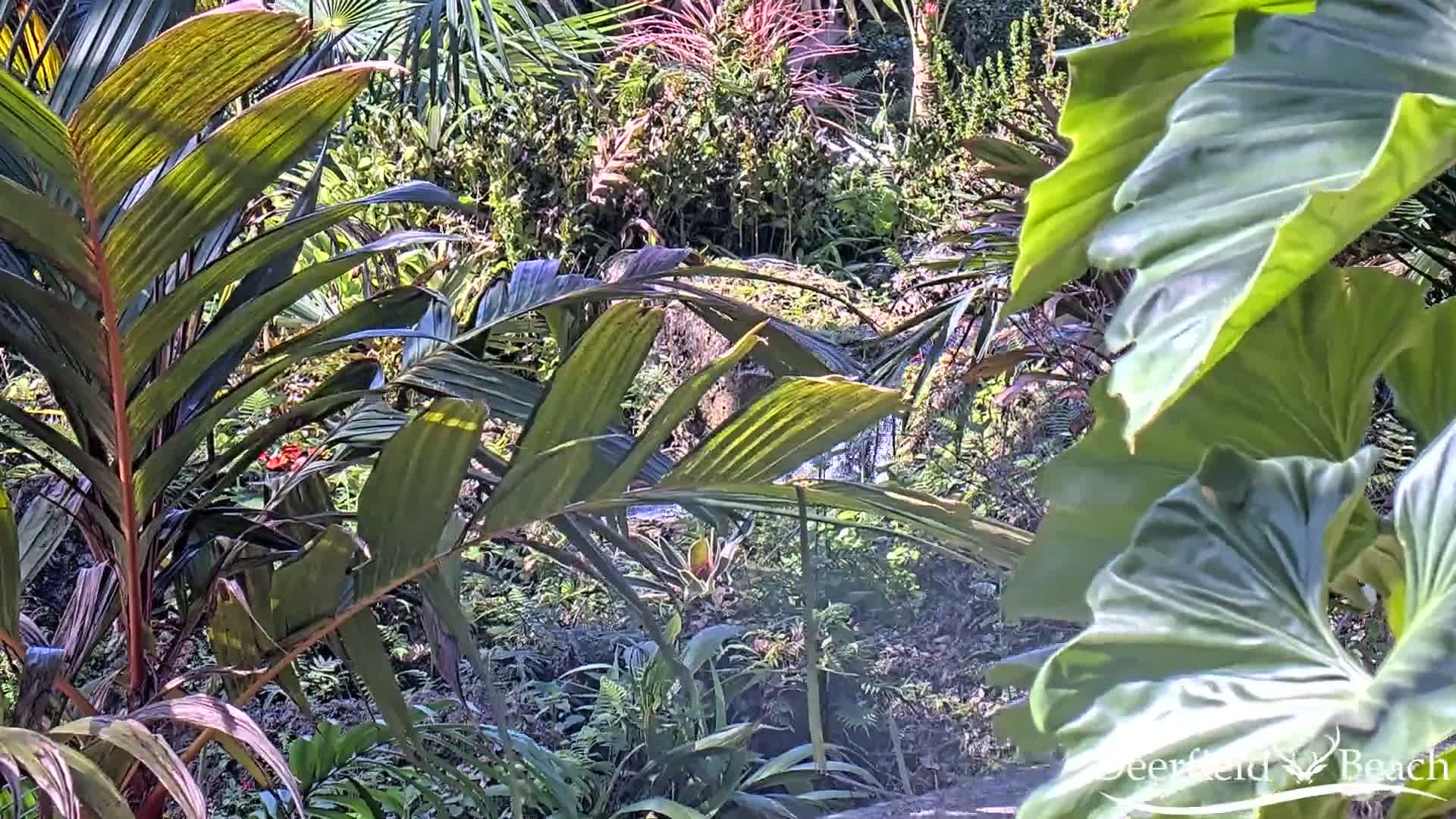 Deerfield Beach City Arboretum at Constitution Park Live Cam - Deerfield Beach, Broward, Florida, USA