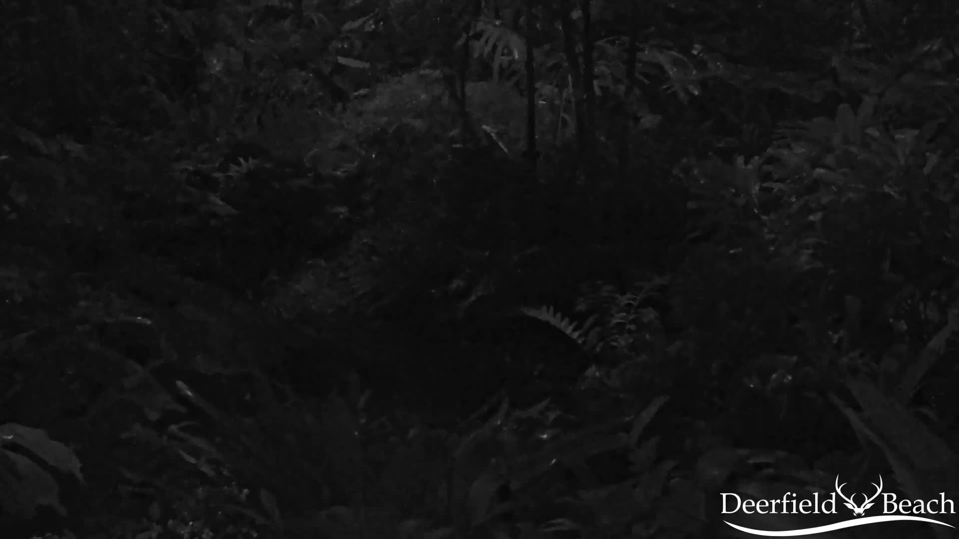 Deerfield Beach City Arboretum at Constitution Park Live Cam - Deerfield Beach, Broward, Florida, USA
