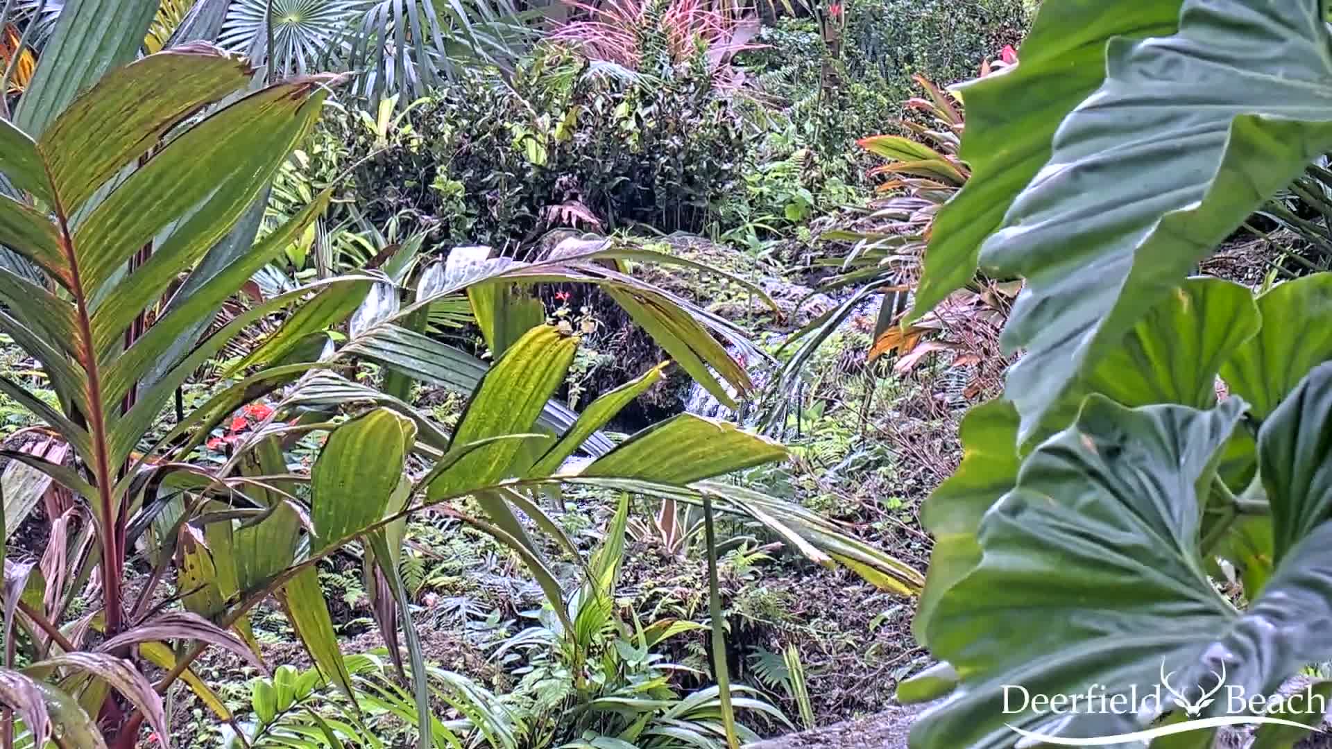 Deerfield Beach City Arboretum at Constitution Park Live Cam - Deerfield Beach, Broward, Florida, USA