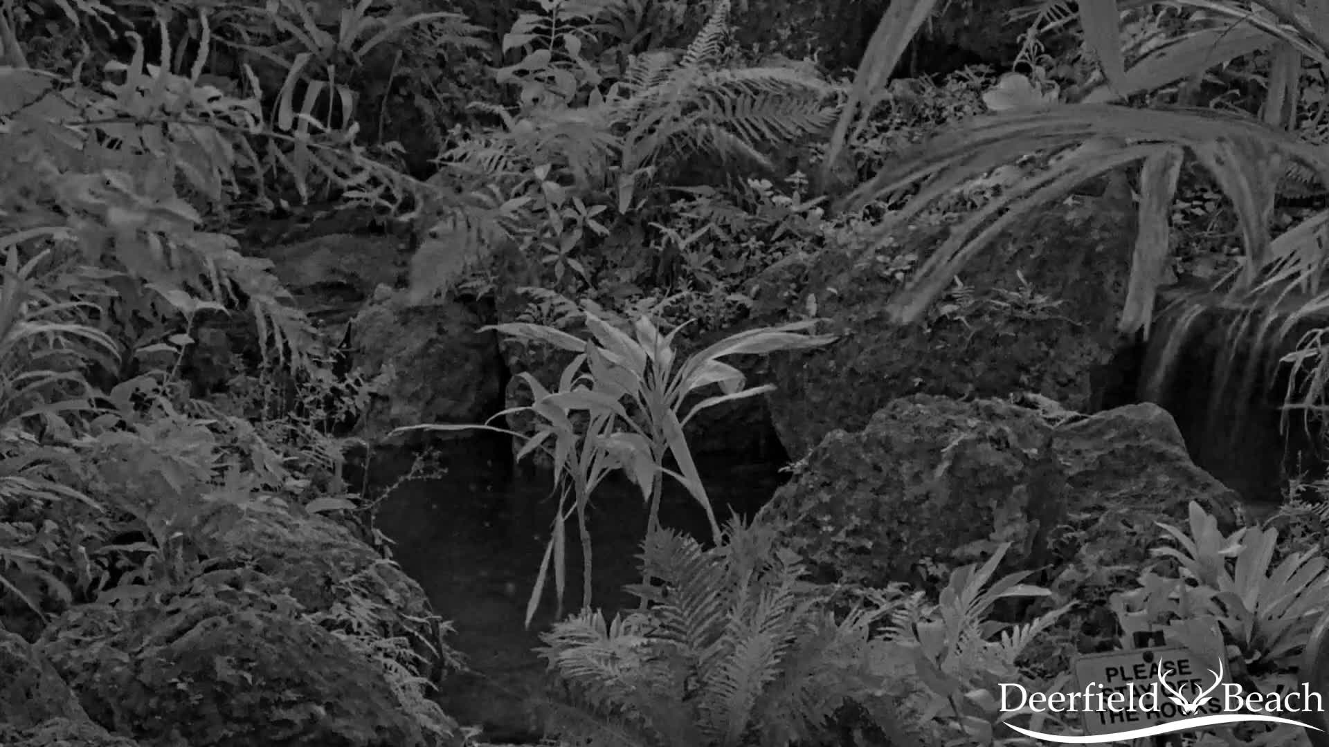 Deerfield Beach City Arboretum at Constitution Park Live Cam - Deerfield Beach, Broward, Florida, USA
