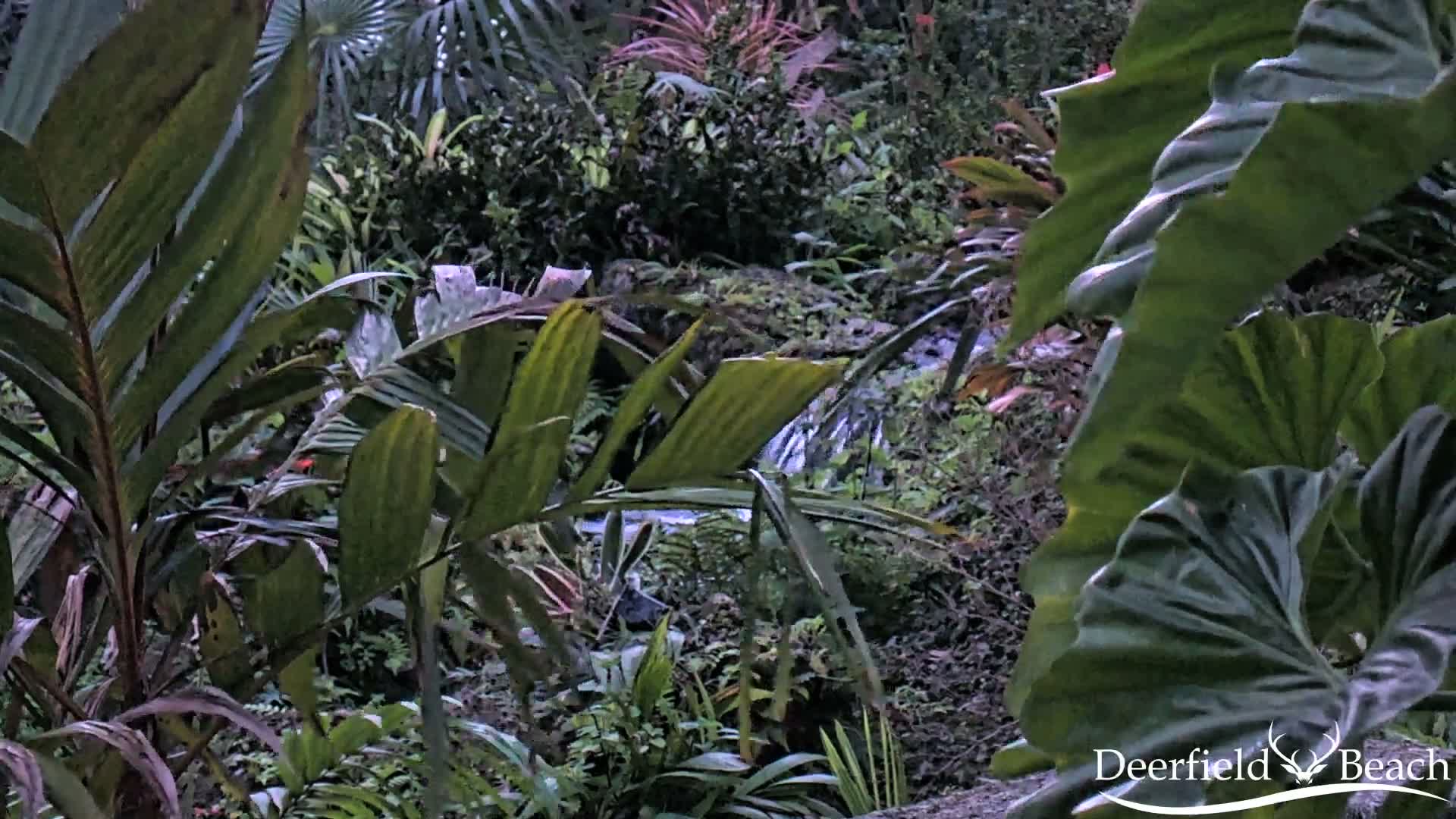 Deerfield Beach City Arboretum at Constitution Park Live Cam - Deerfield Beach, Broward, Florida, USA