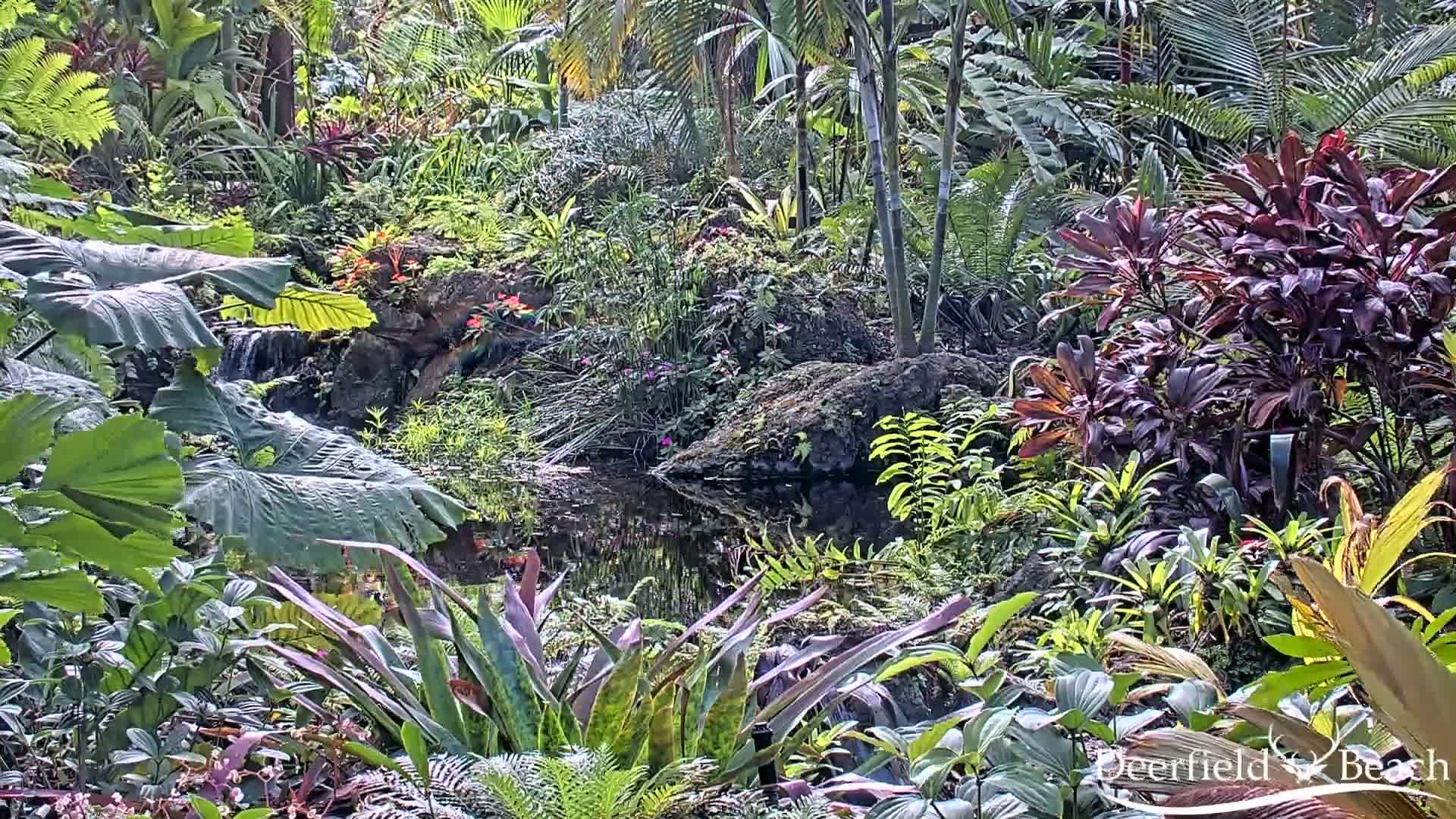 Deerfield Beach City Arboretum at Constitution Park Live Cam - Deerfield Beach, Broward, Florida, USA