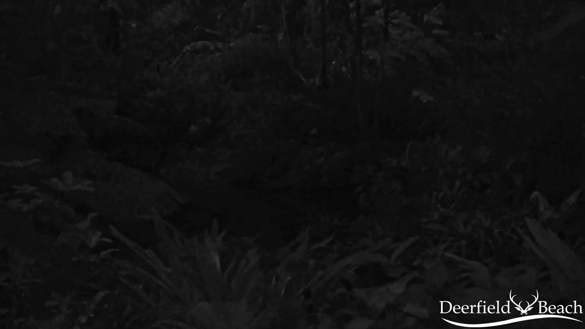 Deerfield Beach City Arboretum at Constitution Park Live Cam - Deerfield Beach, Broward, Florida, USA