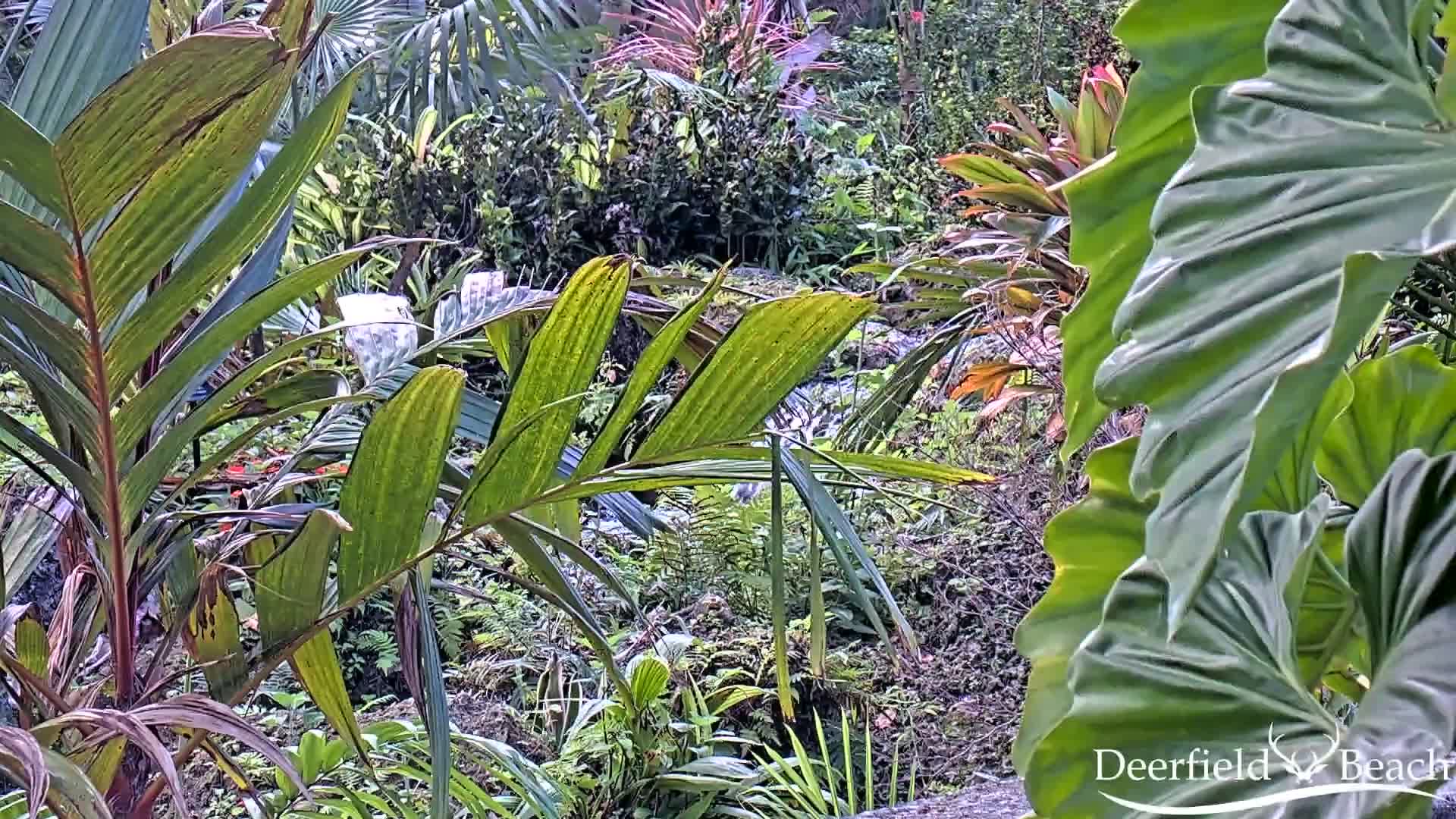 Deerfield Beach City Arboretum at Constitution Park Live Cam - Deerfield Beach, Broward, Florida, USA