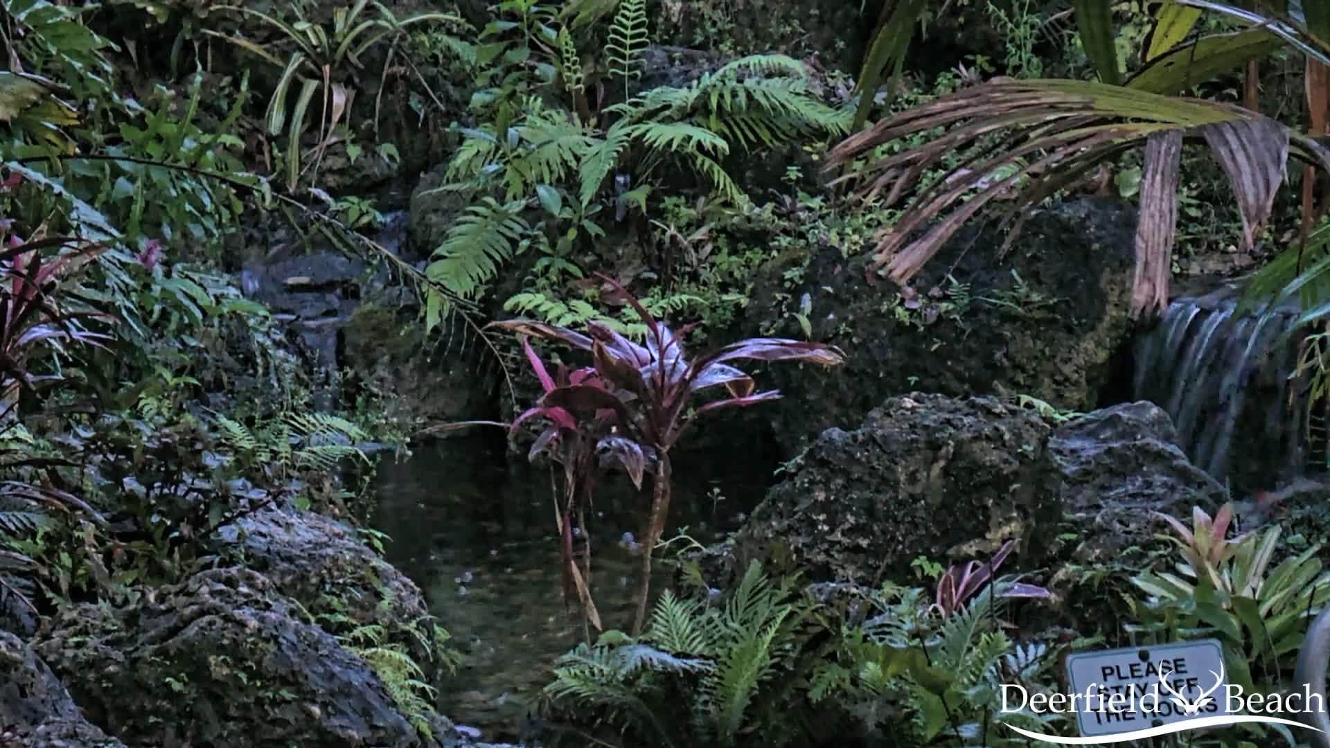 Deerfield Beach City Arboretum at Constitution Park Live Cam - Deerfield Beach, Broward, Florida, USA