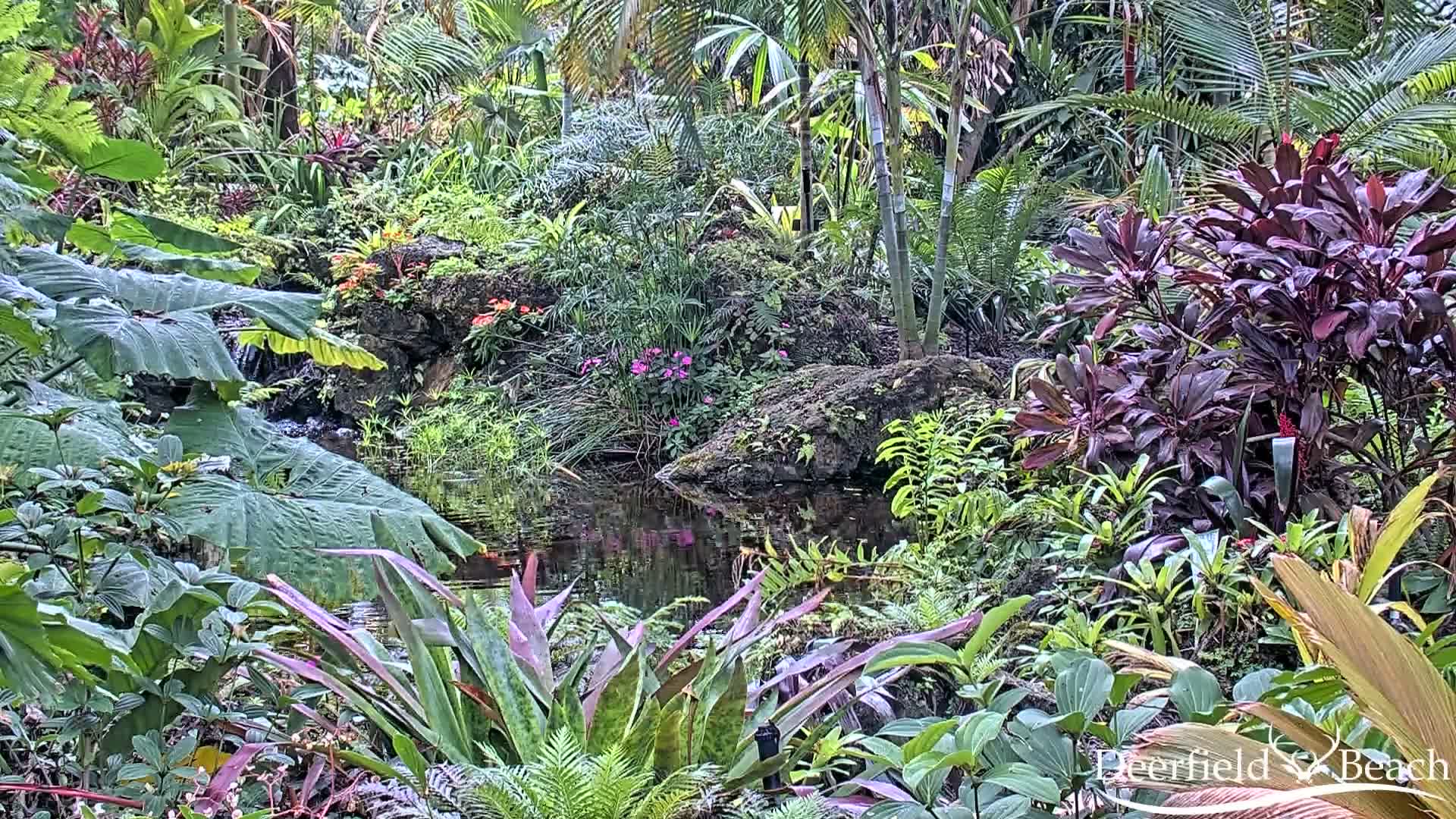 Deerfield Beach City Arboretum at Constitution Park Live Cam - Deerfield Beach, Broward, Florida, USA