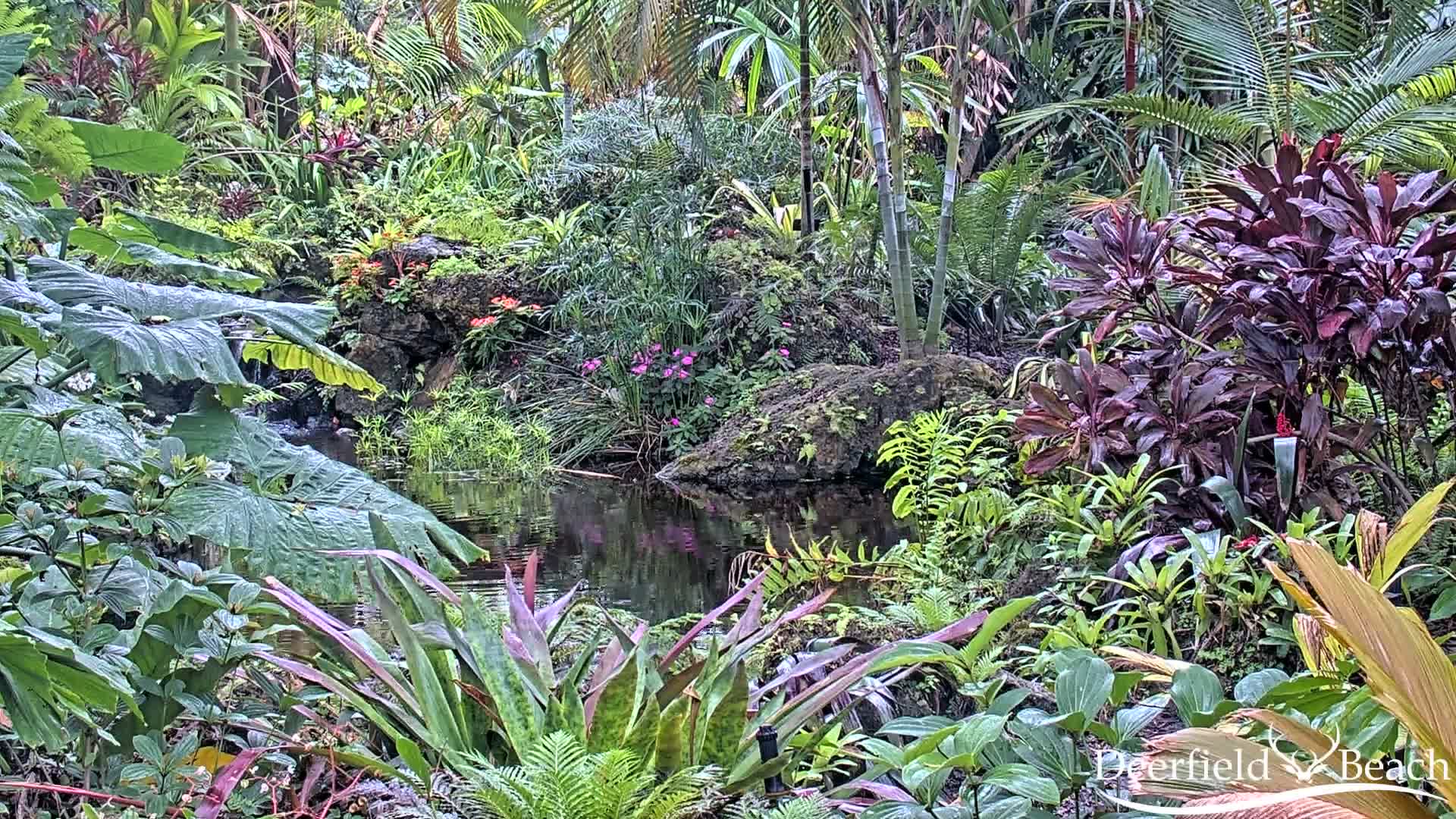 Deerfield Beach City Arboretum at Constitution Park Live Cam - Deerfield Beach, Broward, Florida, USA