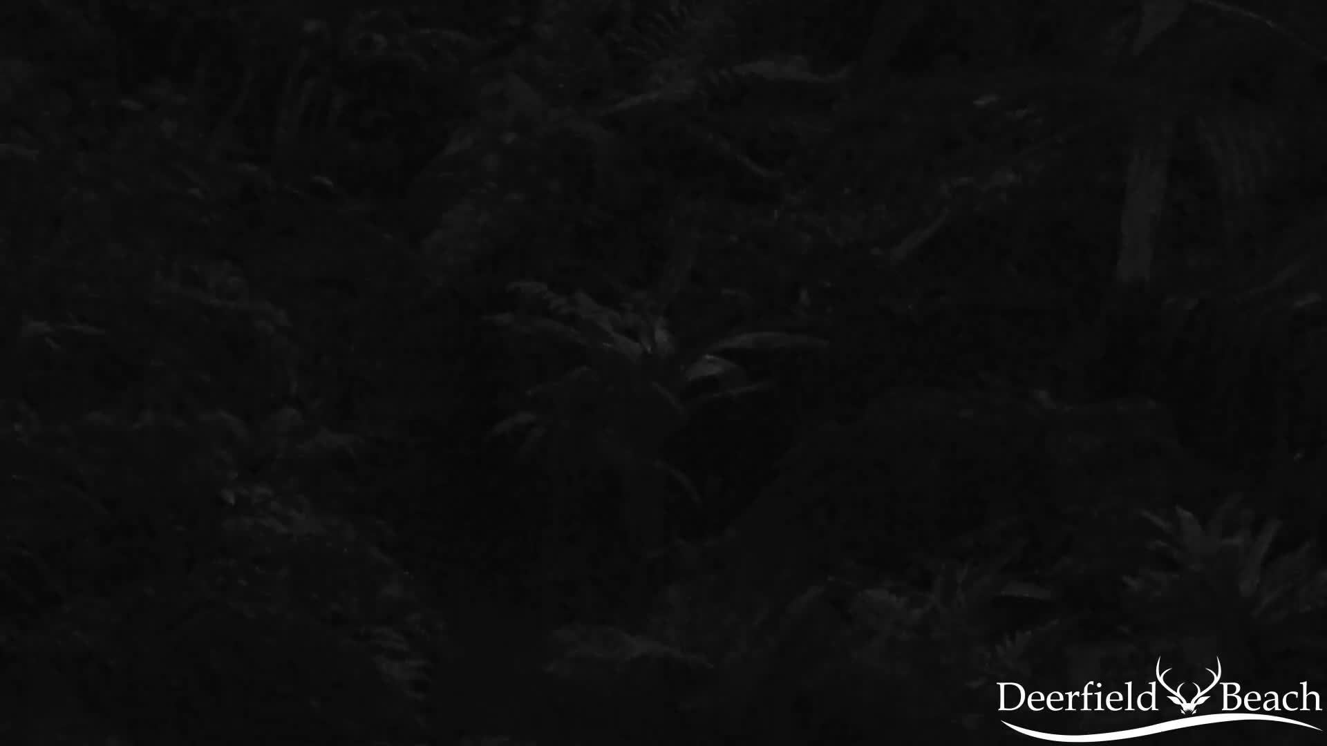 Deerfield Beach City Arboretum at Constitution Park Live Cam - Deerfield Beach, Broward, Florida, USA