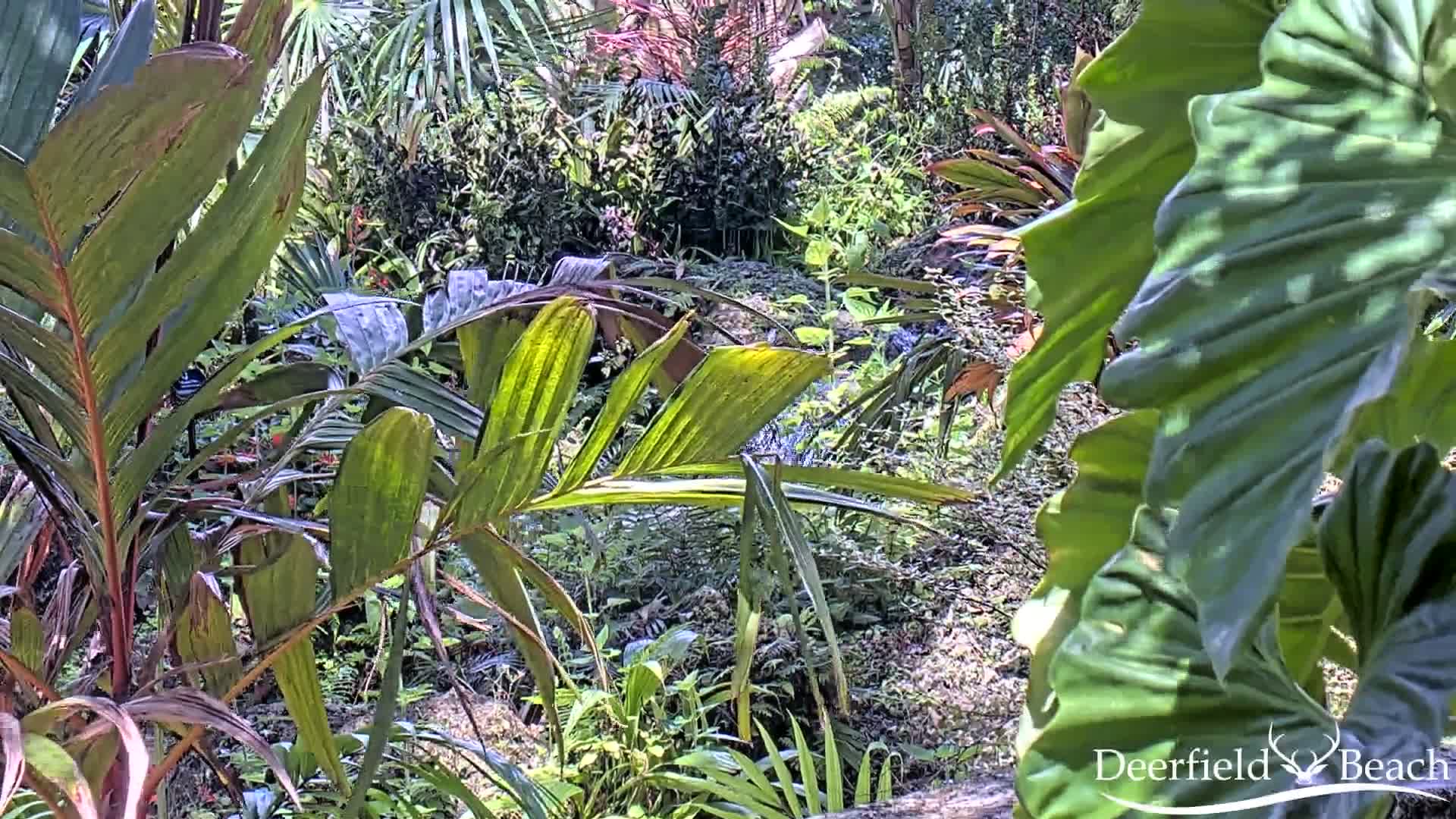 Deerfield Beach City Arboretum at Constitution Park Live Cam - Deerfield Beach, Broward, Florida, USA