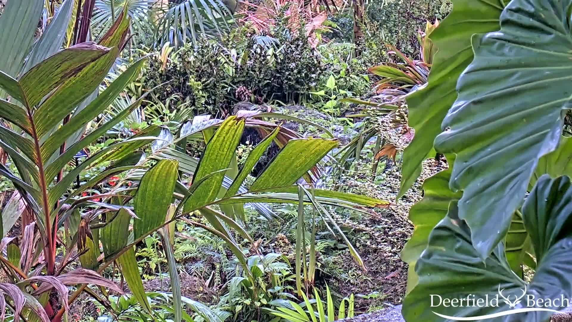 Deerfield Beach City Arboretum at Constitution Park Live Cam - Deerfield Beach, Broward, Florida, USA