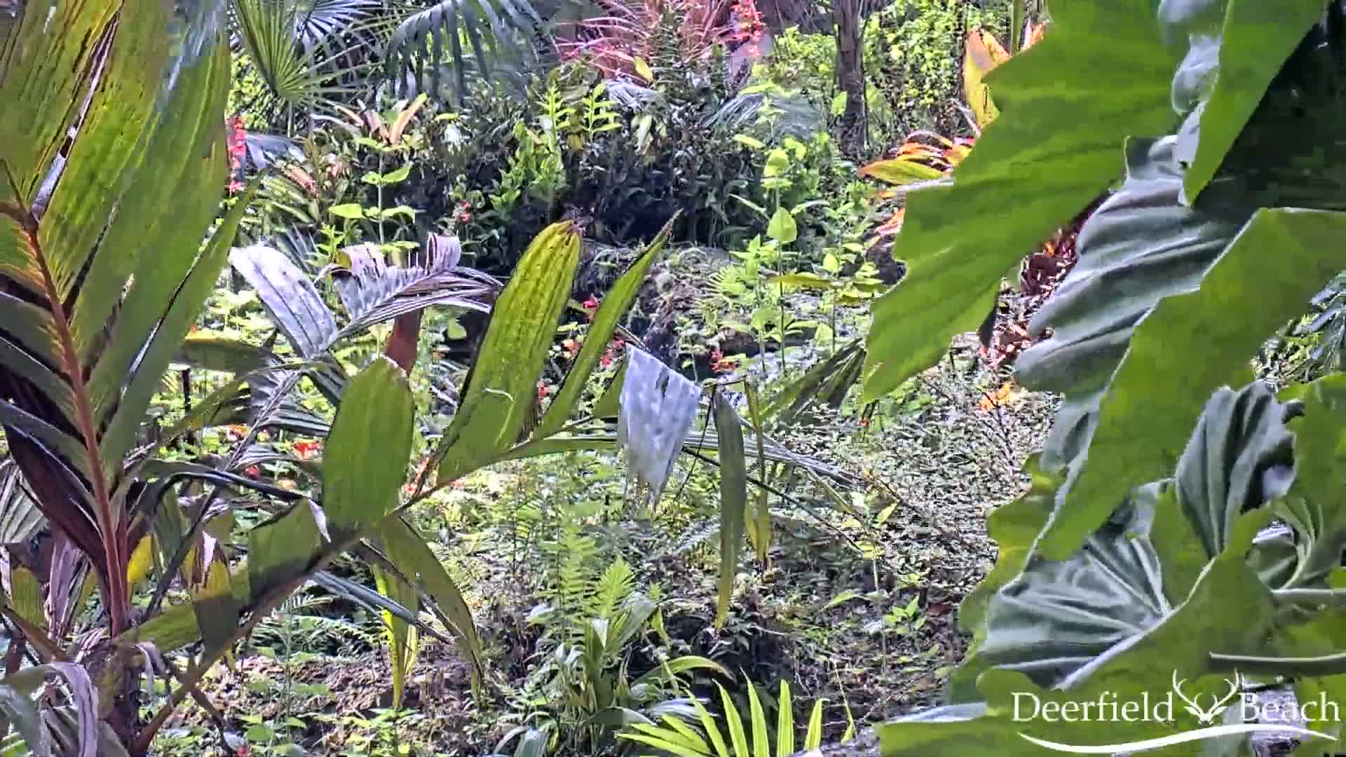 Deerfield Beach City Arboretum at Constitution Park Live Cam - Deerfield Beach, Broward, Florida, USA