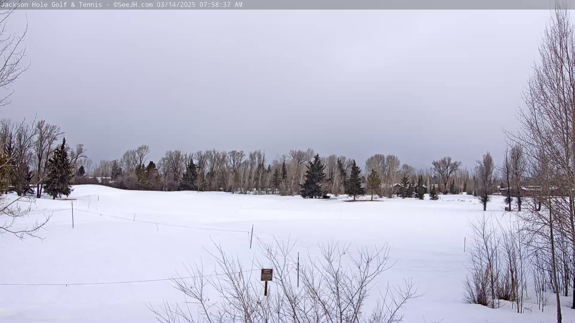 A snow-covered field with leafless trees and evergreens in the background under an overcast sky.