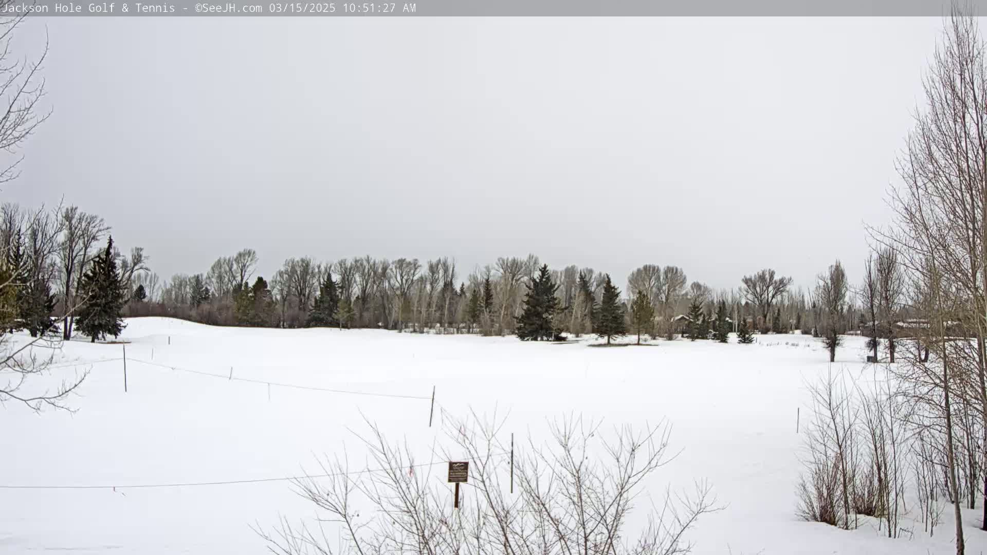 A snow-covered field with bare trees and a line of evergreens in the background under an overcast sky.