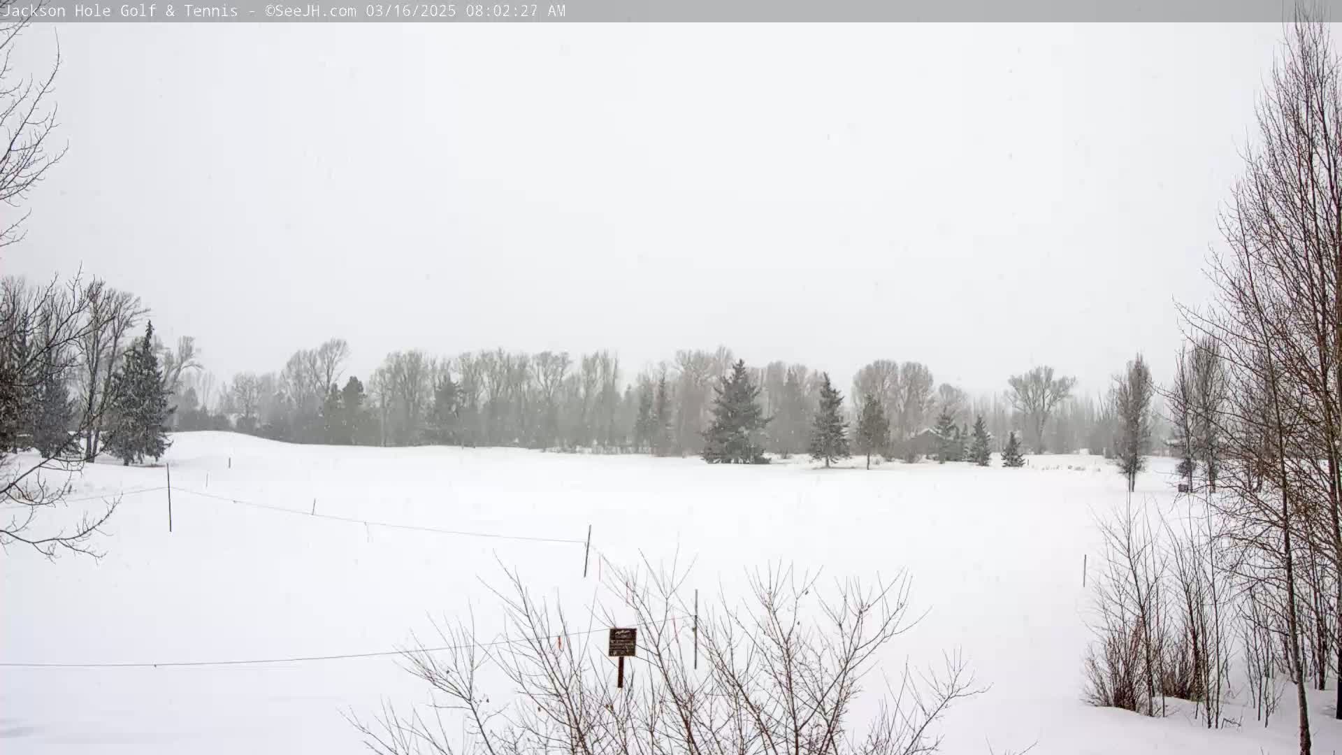 A snow-covered field with leafless trees and a line of evergreen trees in the background under a lightly snowing sky.