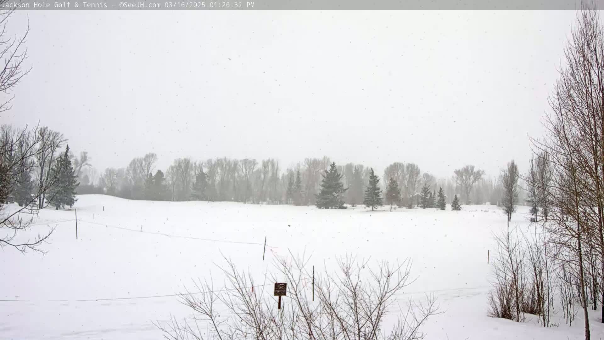 A snow-covered field with leafless trees and a line of evergreen trees in the background during a light snowfall.