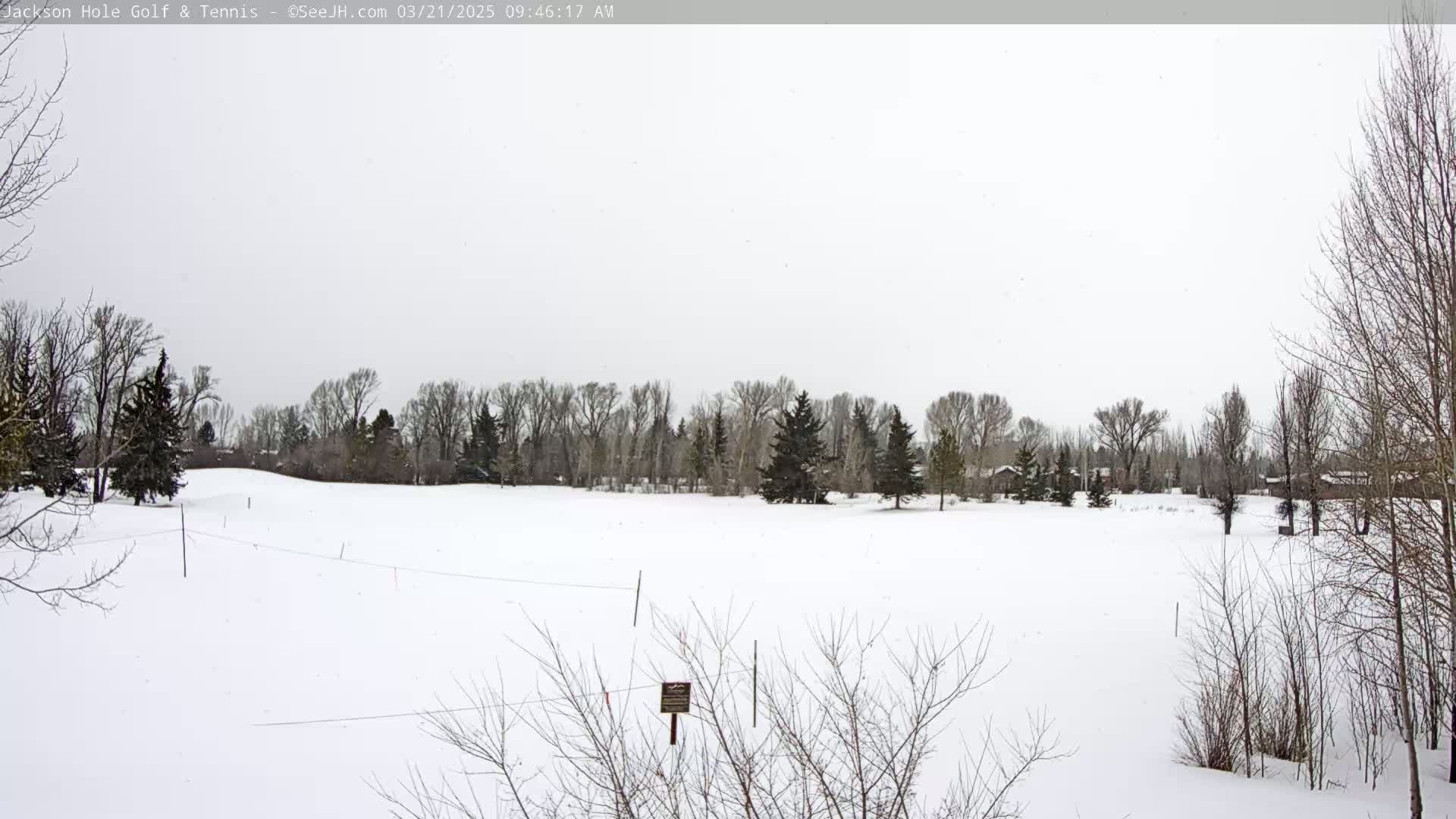 A snow-covered field with leafless trees and a line of evergreens in the background under a lightly overcast sky.