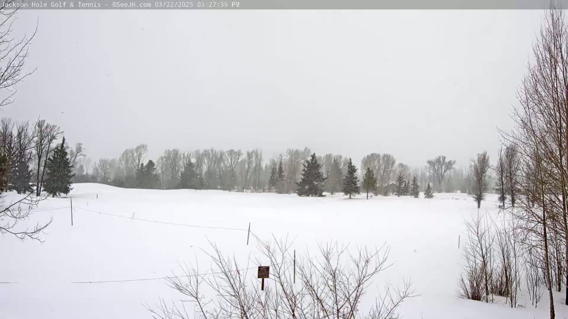 A snow-covered field with leafless trees and a line of evergreen trees in the background under a lightly snowing, overcast sky.