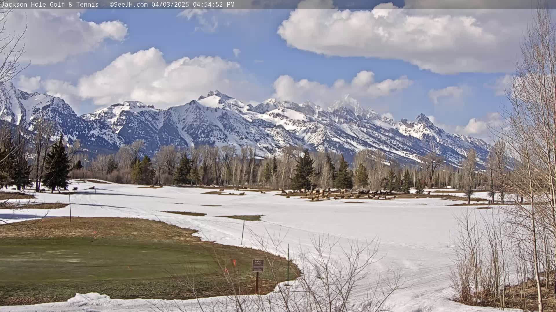 A partially snow-covered golf course with a herd of elk in the background, framed by leafless trees and a range of snow-capped mountains under a partly cloudy sky.