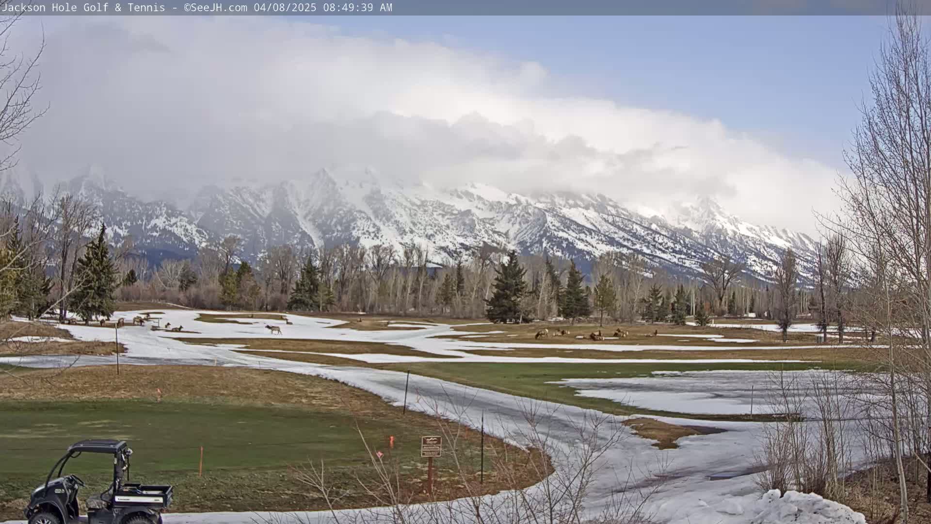 A golf course with patchy snow and several elk grazing, set against a backdrop of snow-capped mountains under a partly cloudy sky.