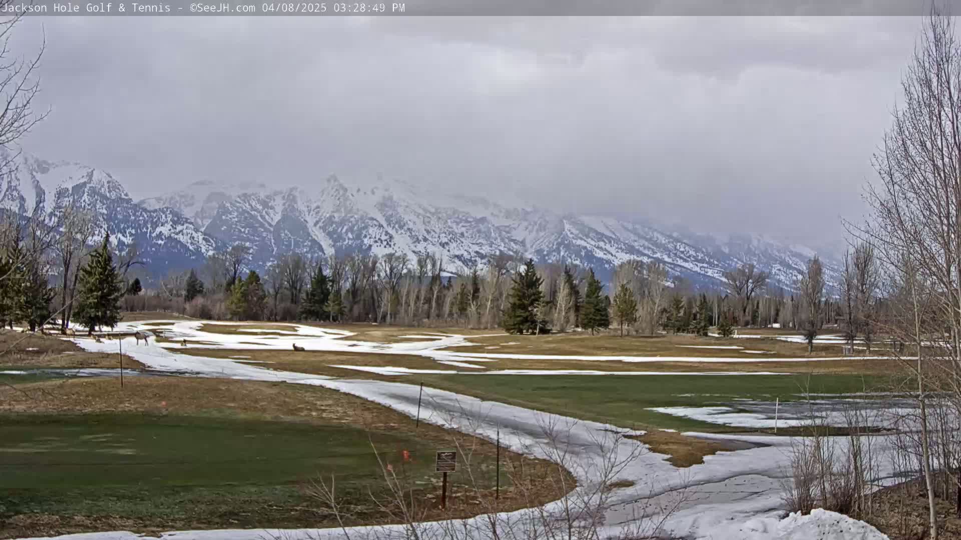 A partially snow-covered golf course with several deer, situated in front of a snow-capped mountain range under an overcast sky.