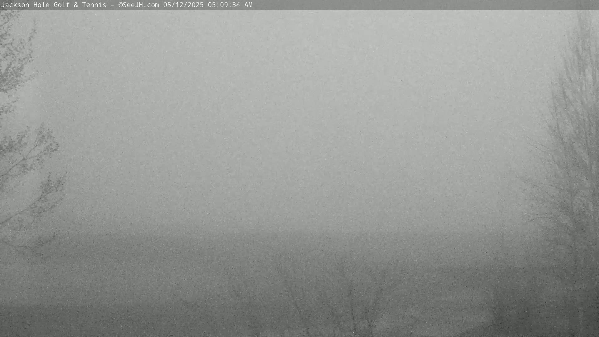 A hazy, gray landscape is visible, with bare trees on either side of the frame.