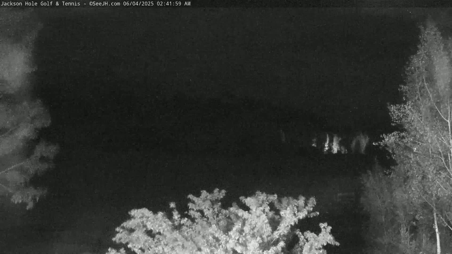 A nighttime, low-light image shows dark trees and bushes, with a line of lighter-colored trees in the middle distance.